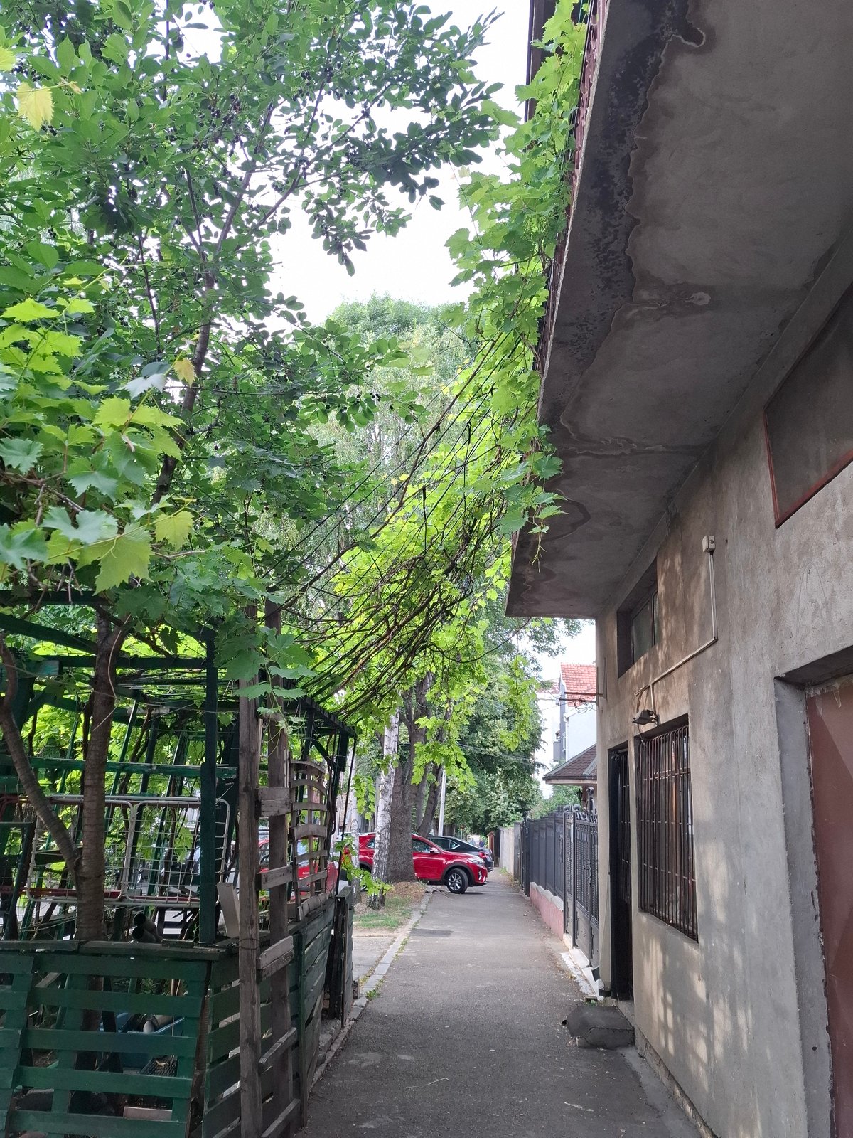 Afternoon stroll documented through Zemun streets and gardens