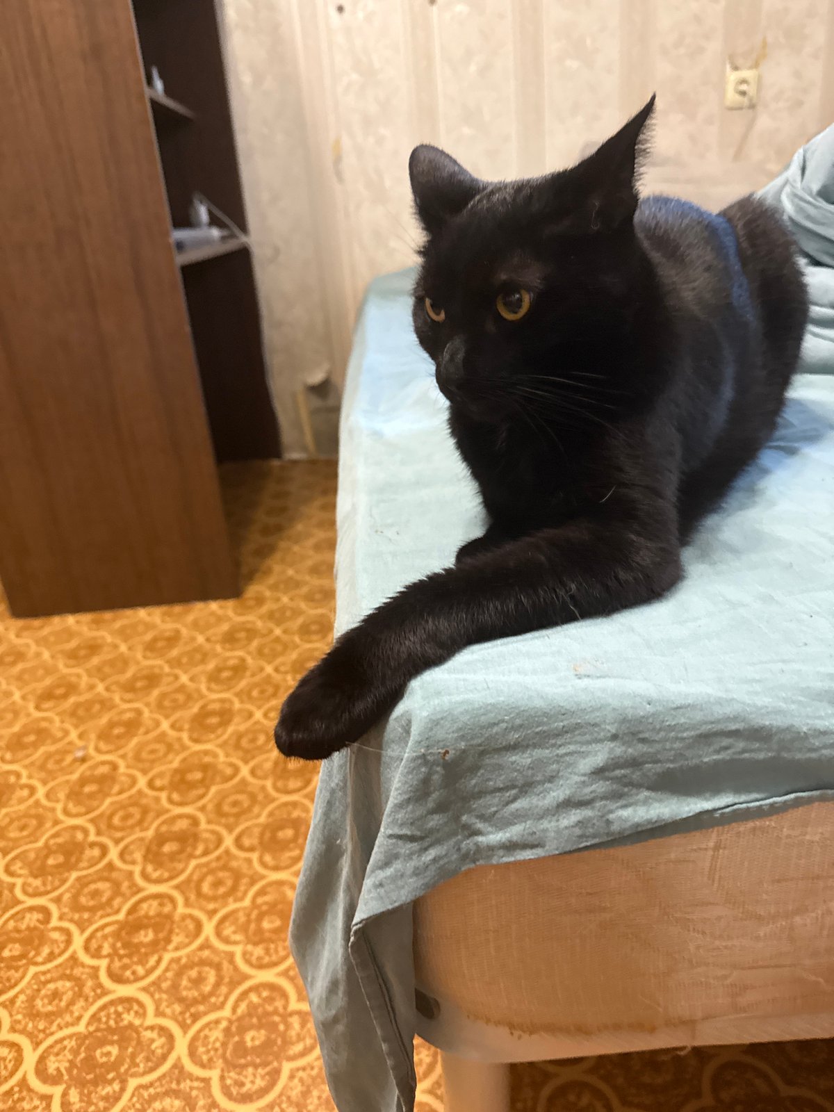 Pomeranian and black cat at home in Khimki
