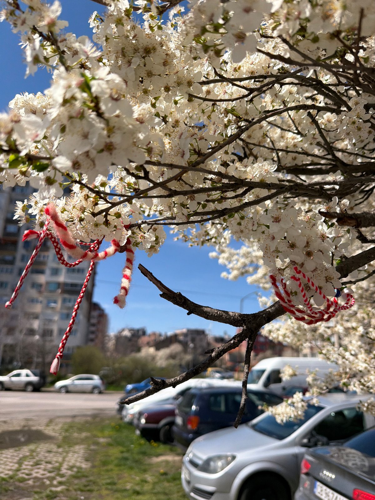Spring blossoms adorned with traditional Martenitsa bracelets in Sofia