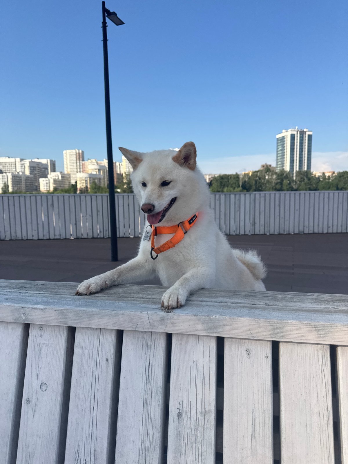 Dogs and dancers on Yekaterinburg's Iset River promenade