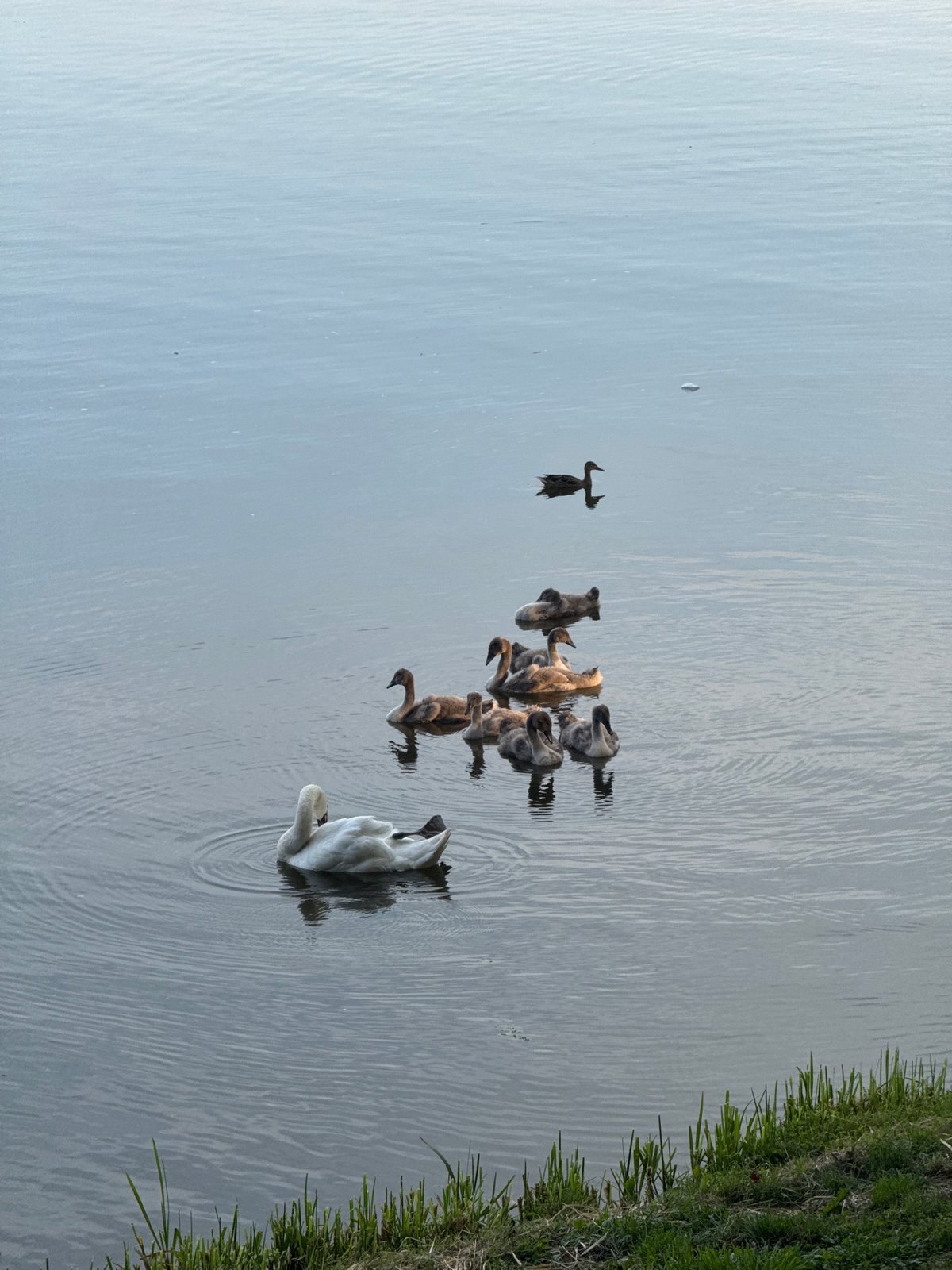 Summer evening around Nesvizh's lakeside park and old town