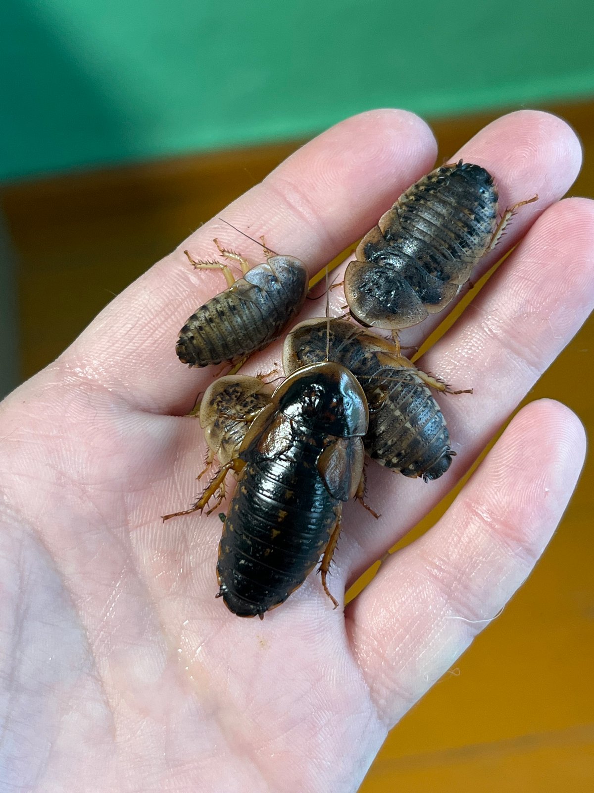 Pet owner documents animal reactions to insects in Russian home
