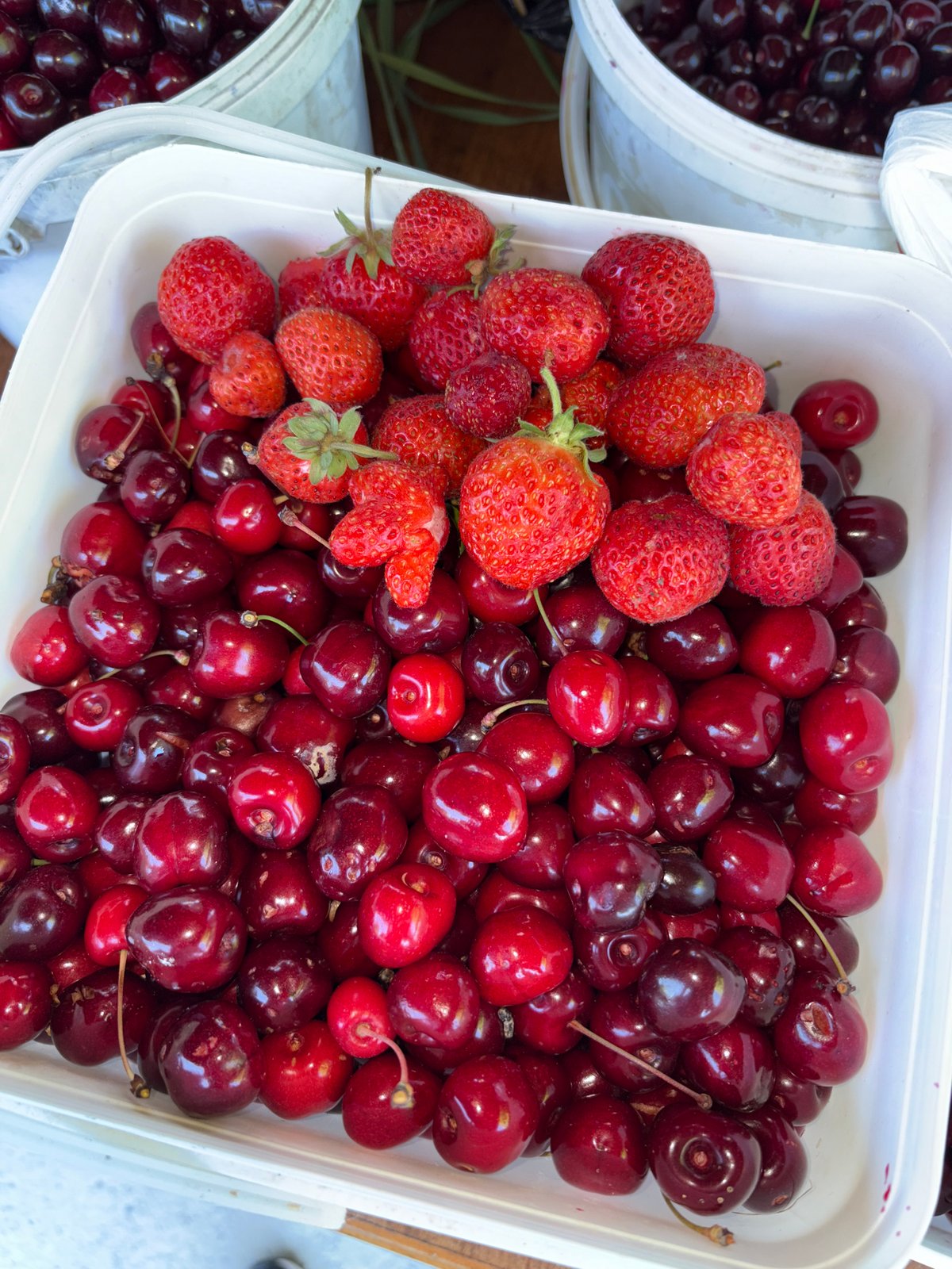 Cherry harvest afternoon in rural Vratsa countryside