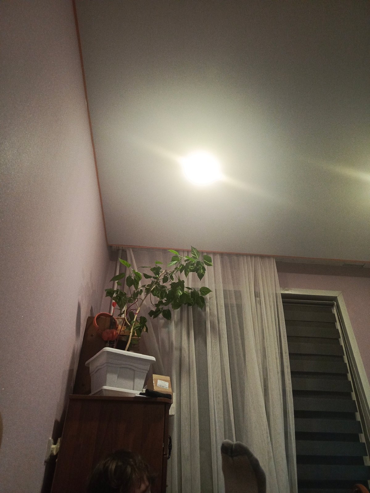 Cozy Krasnoyarsk bedroom with a sleeping husky and anime setup