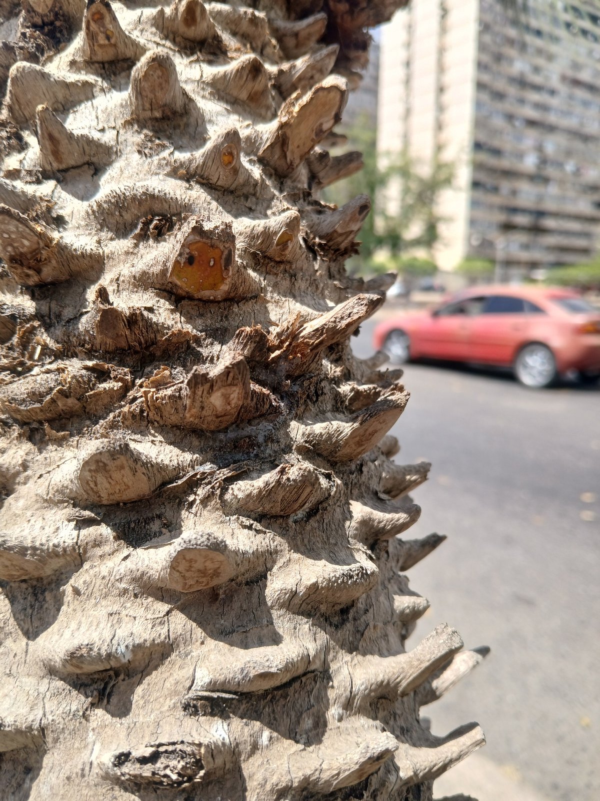 Botanical photography walk documented across Ciudad Guayana, Venezuela