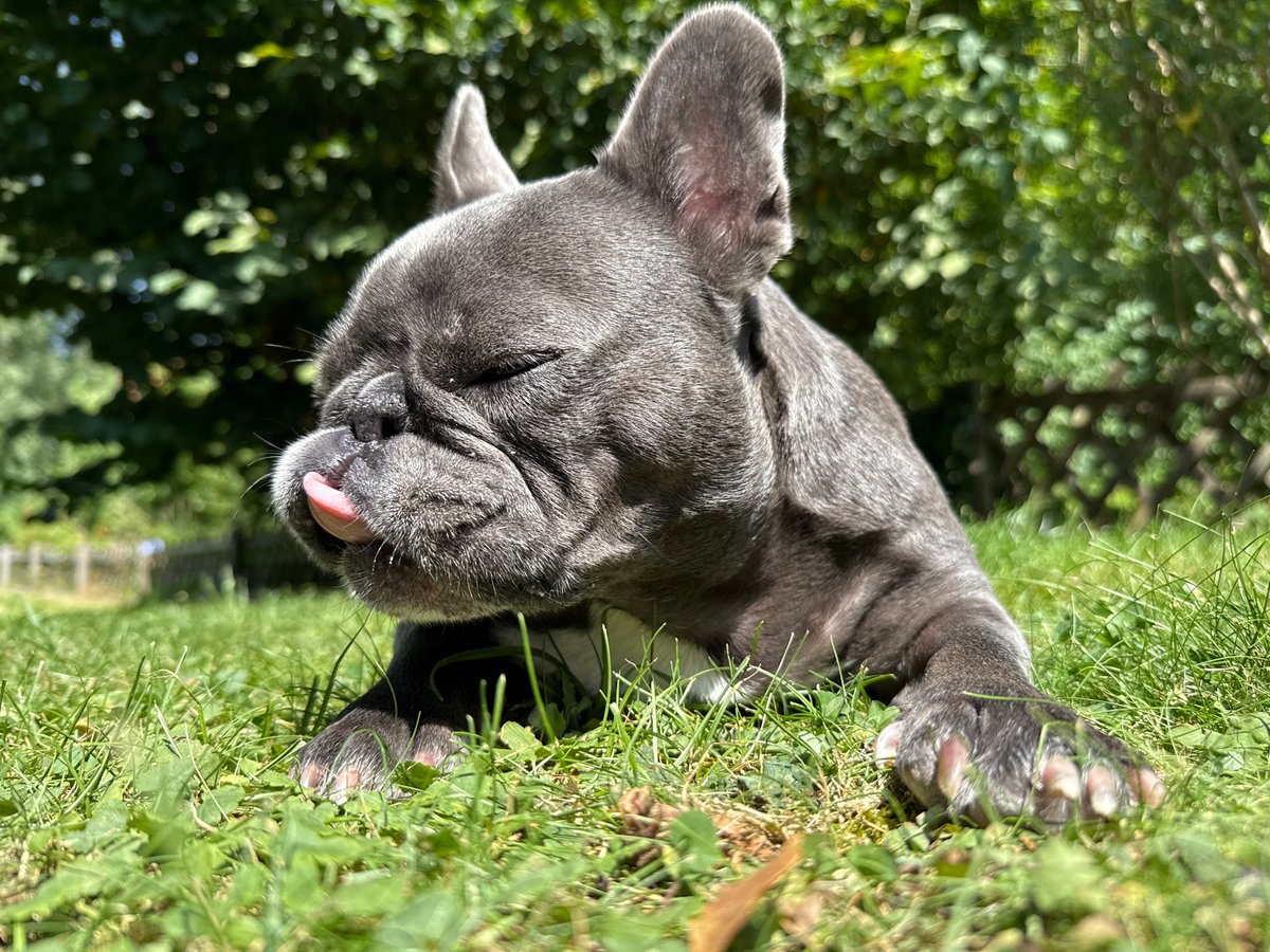 French bulldog's lazy summer day in Bad Sachsa