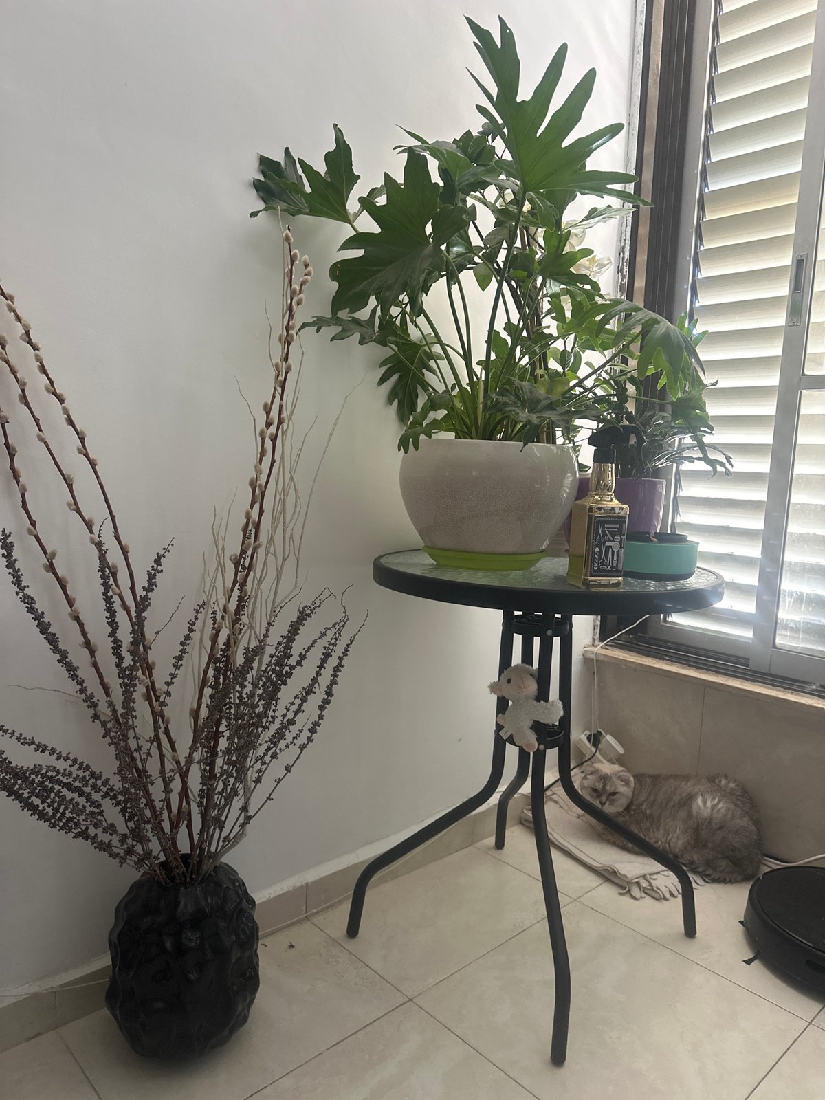 A Haifa home interior, two cats, and a sunny street outside.