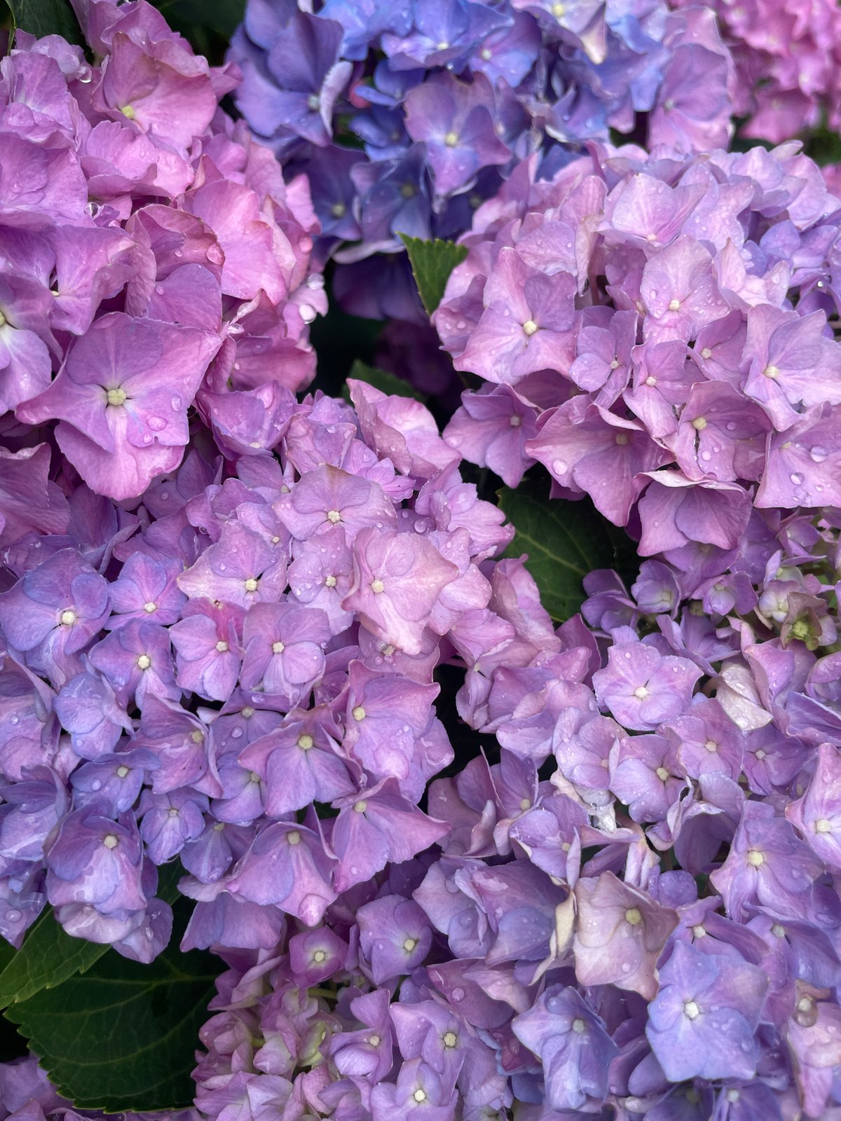 Hydrangeas after rain, with bees visiting the blooms