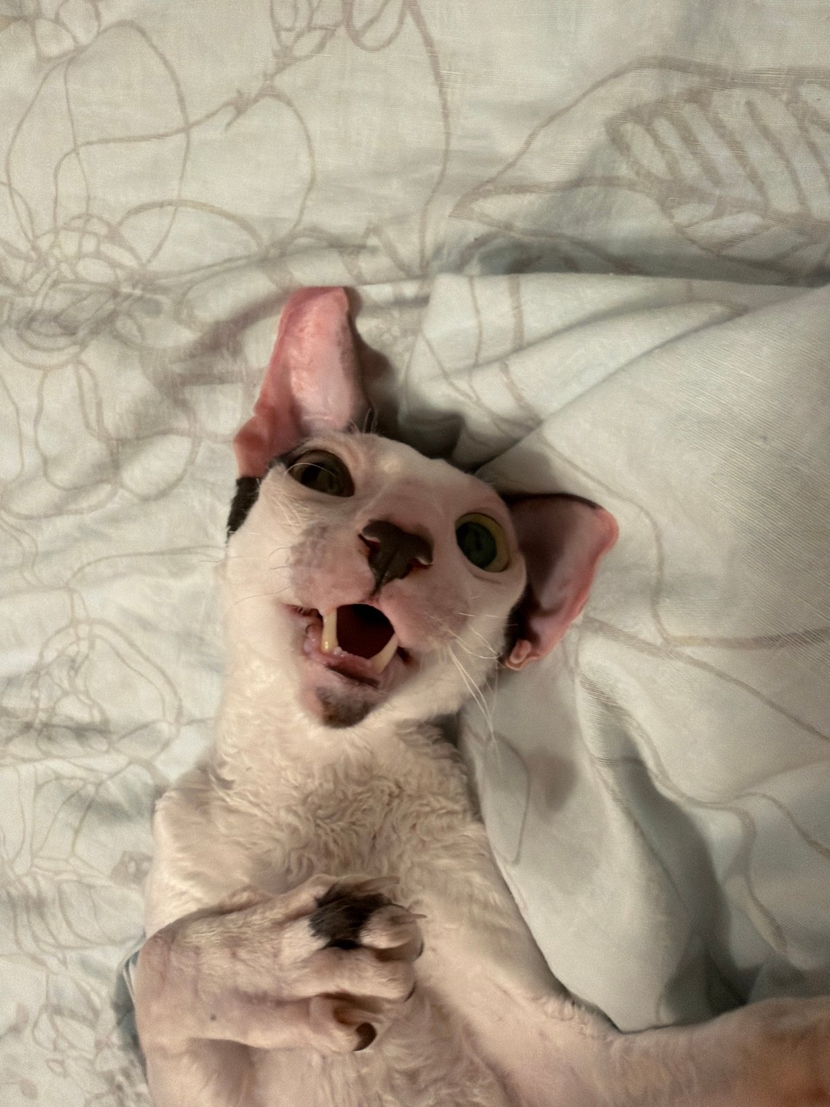 Cornish Rex and Sphynx cats relaxing on cozy bedding in Yekaterinburg