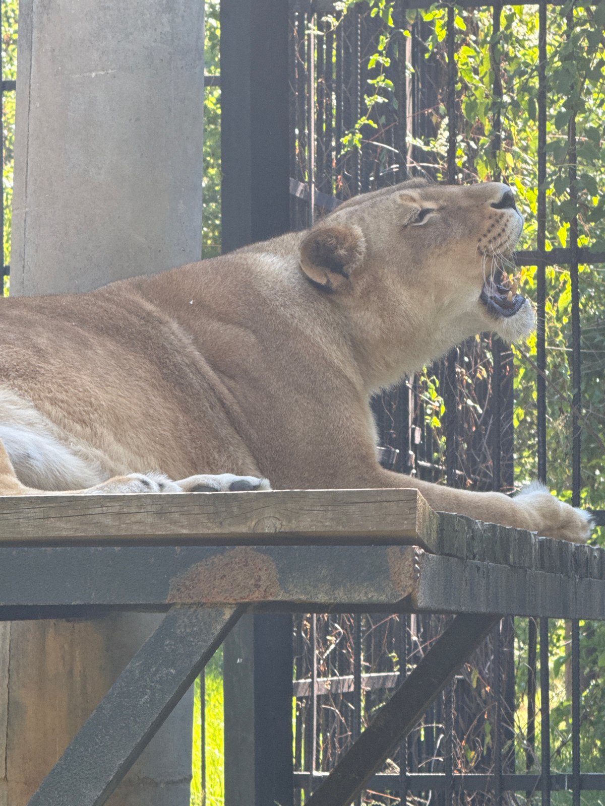 Zoo visit documented in Lovech, Bulgaria shows various animals