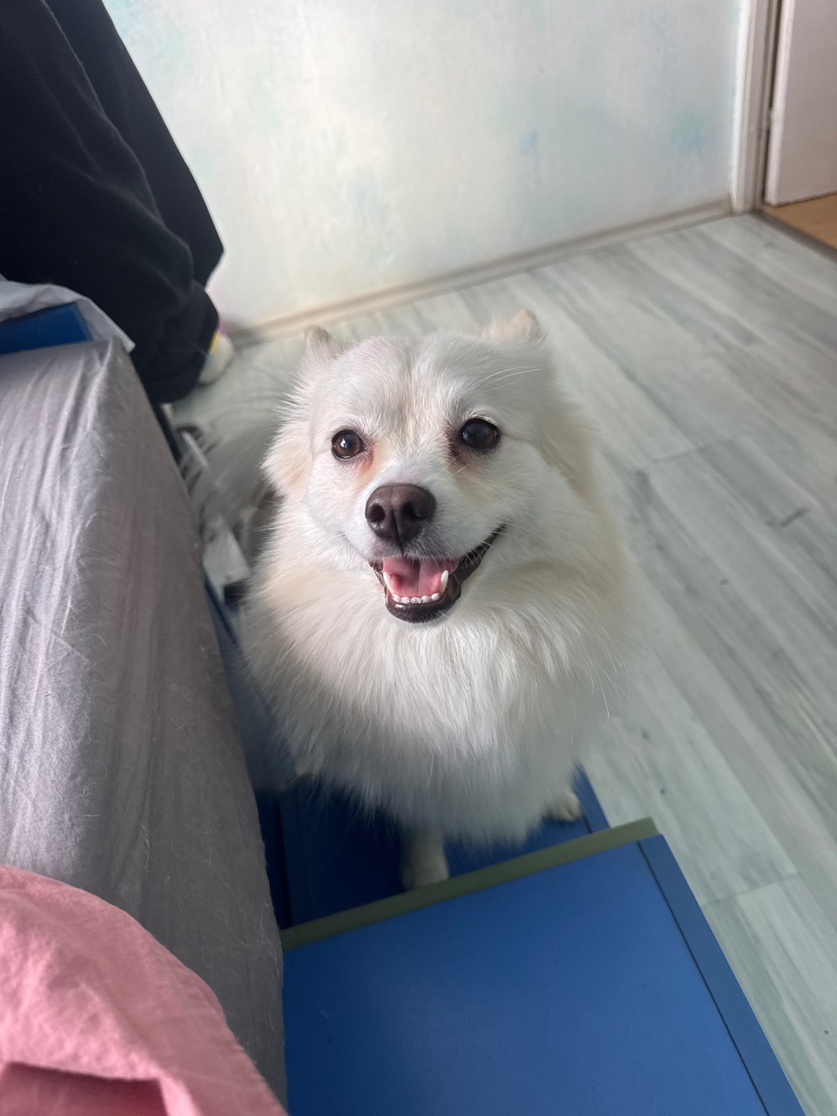 White dog photographed in Sofia bedroom