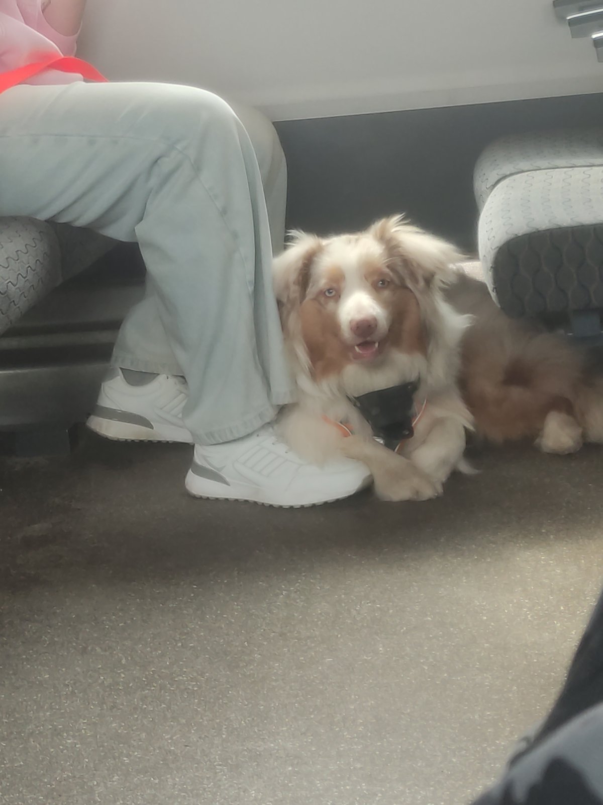 Australian Shepherd and person in casual indoor moment