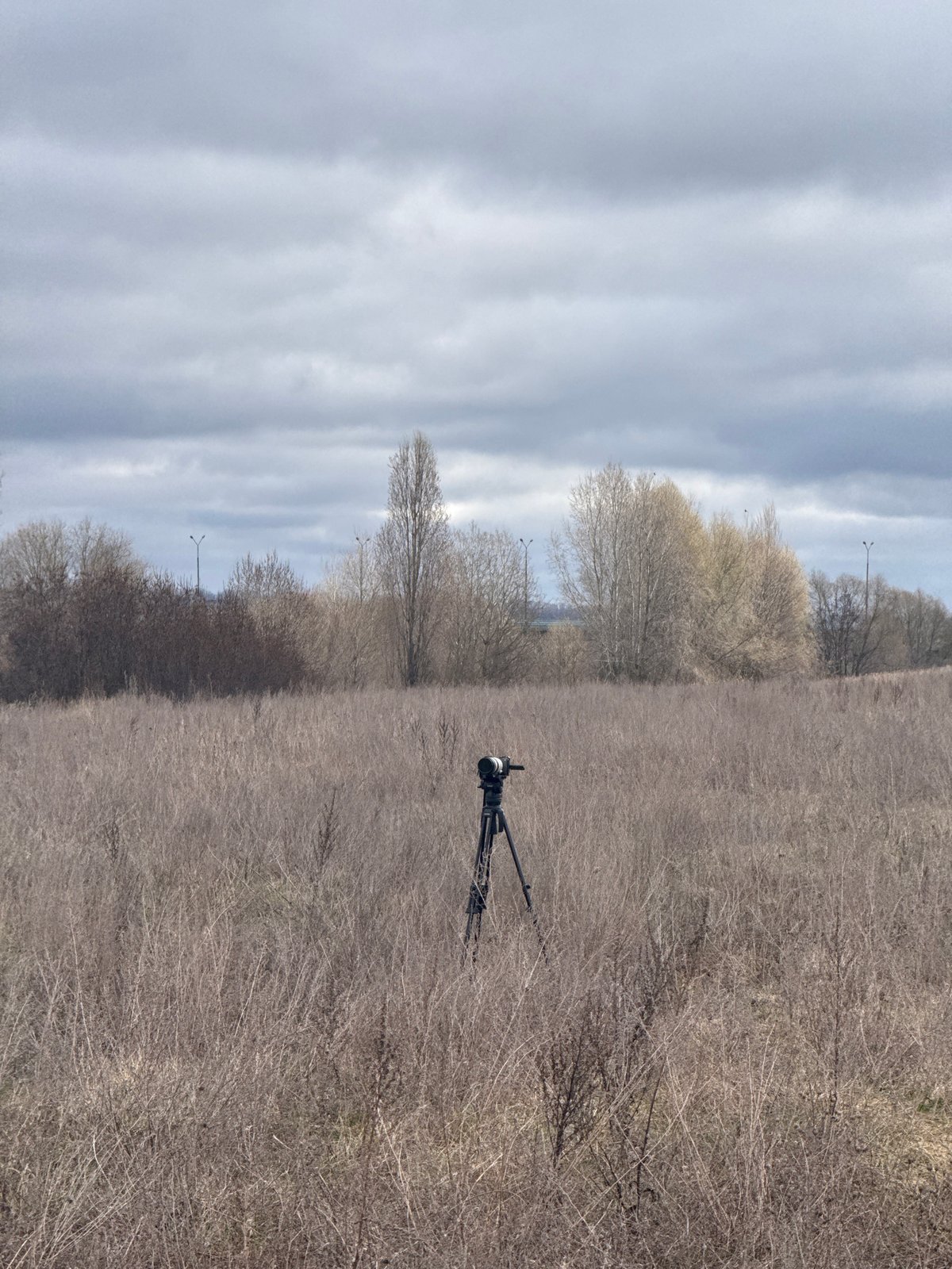 Landscape photograph captures dry vegetation in Kurchatov, Russia