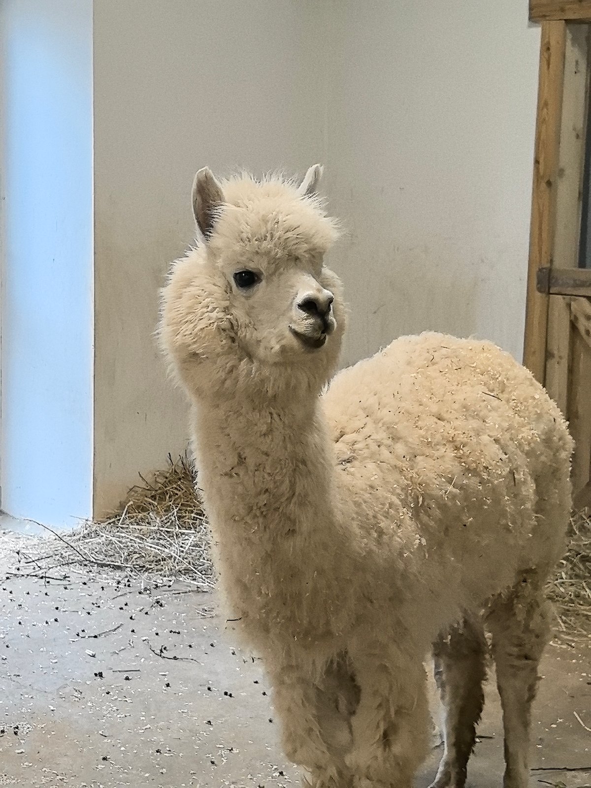 Visitor documents animals at Perm petting zoo facility