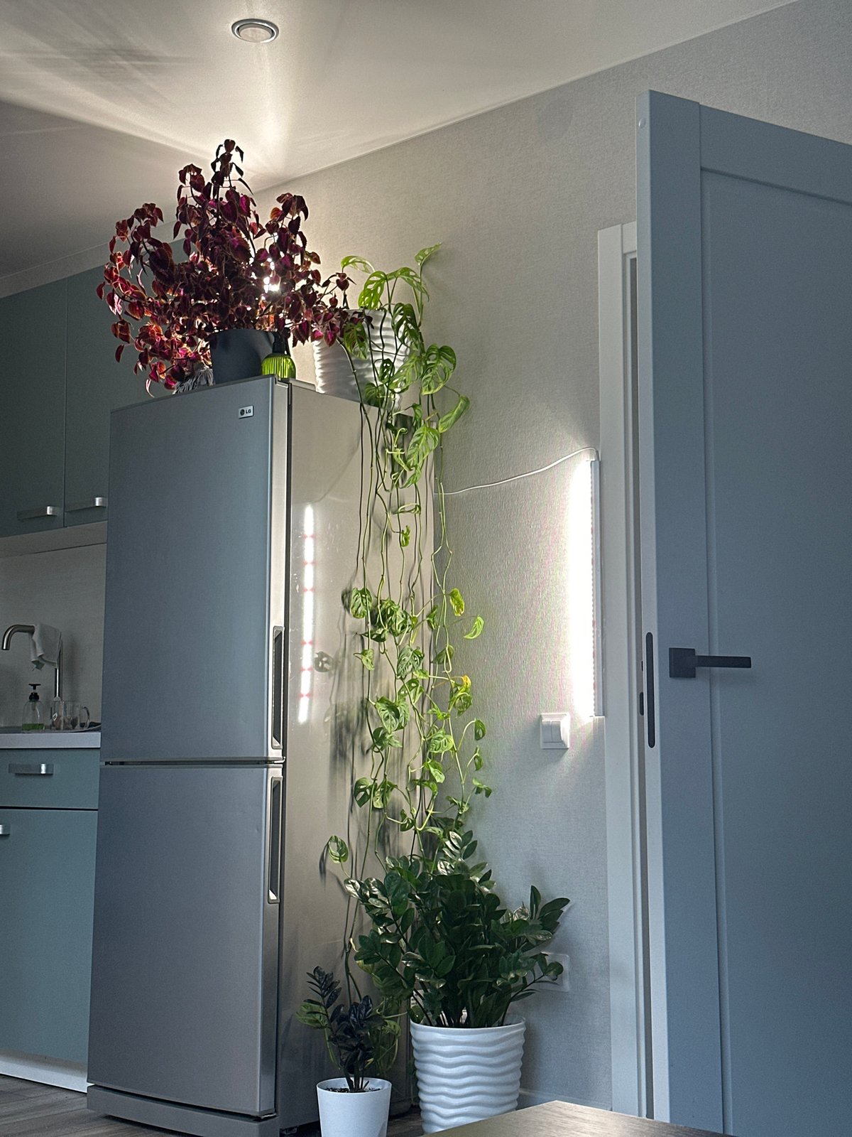 Modern kitchen with plants documented in Murino, Russia