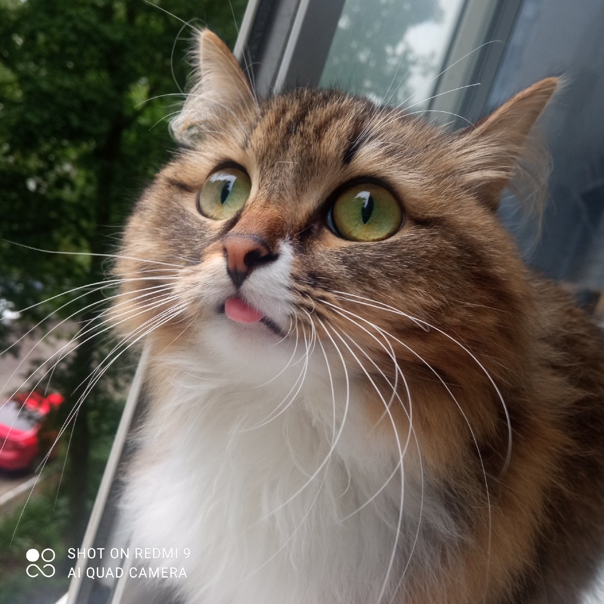 Cat photography session captured in Chaikovsky, Russia