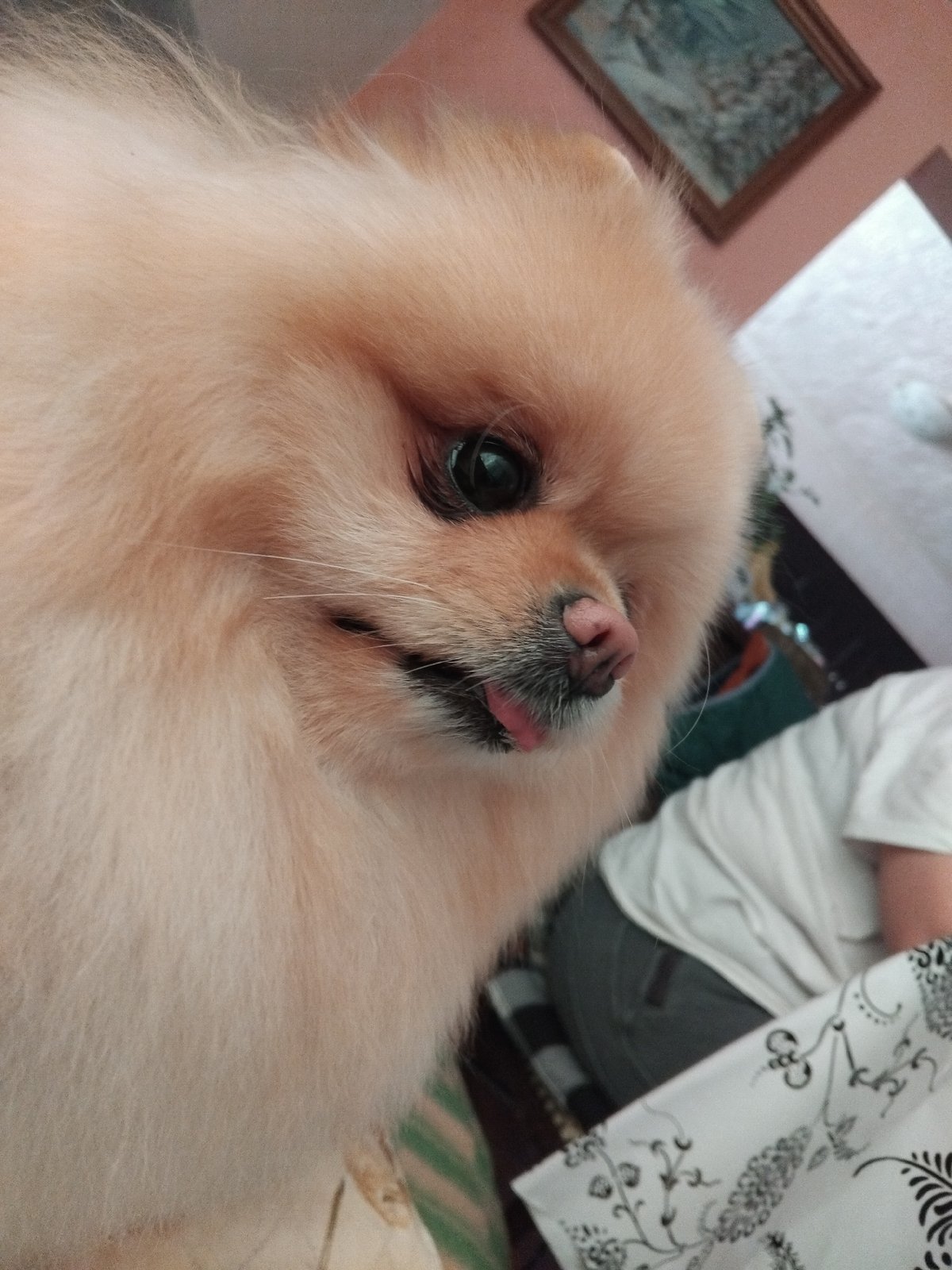 Pomeranian dog photographed in close-up shots in Apriltsi, Bulgaria