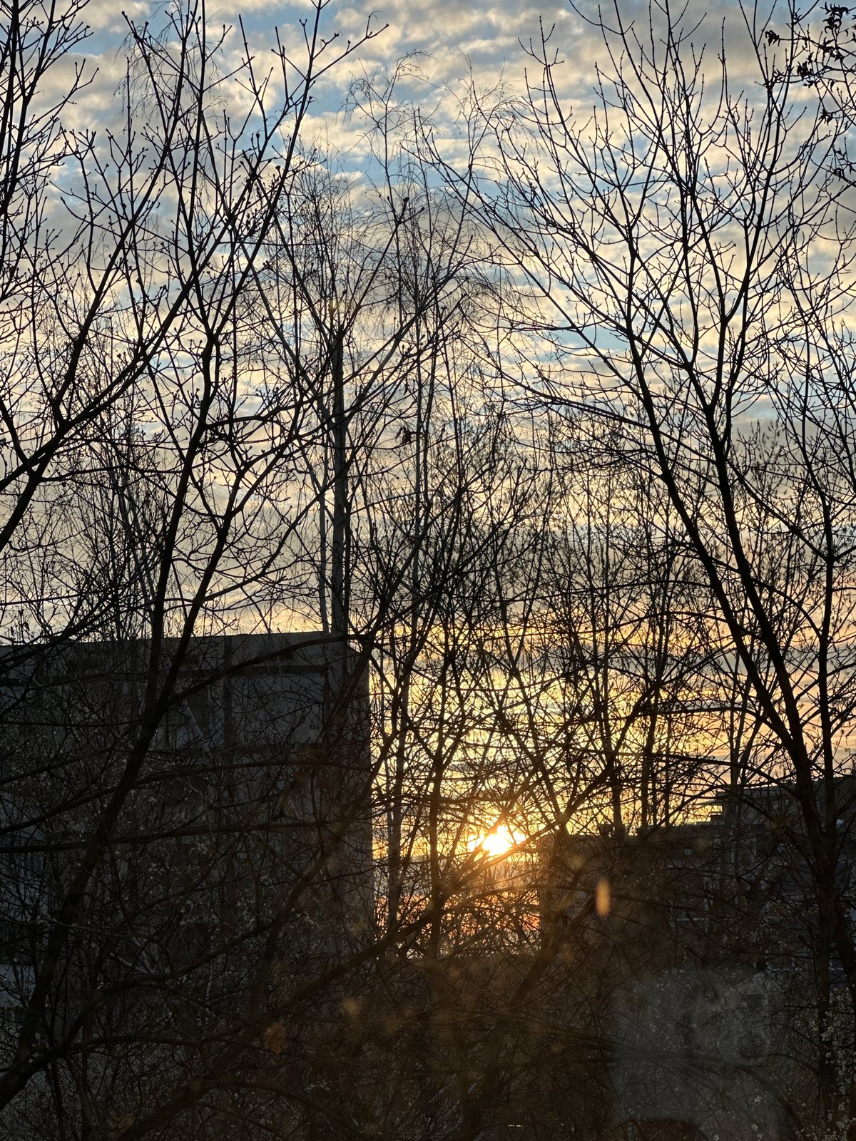 Winter sunset illuminates Sofia skyline through bare trees