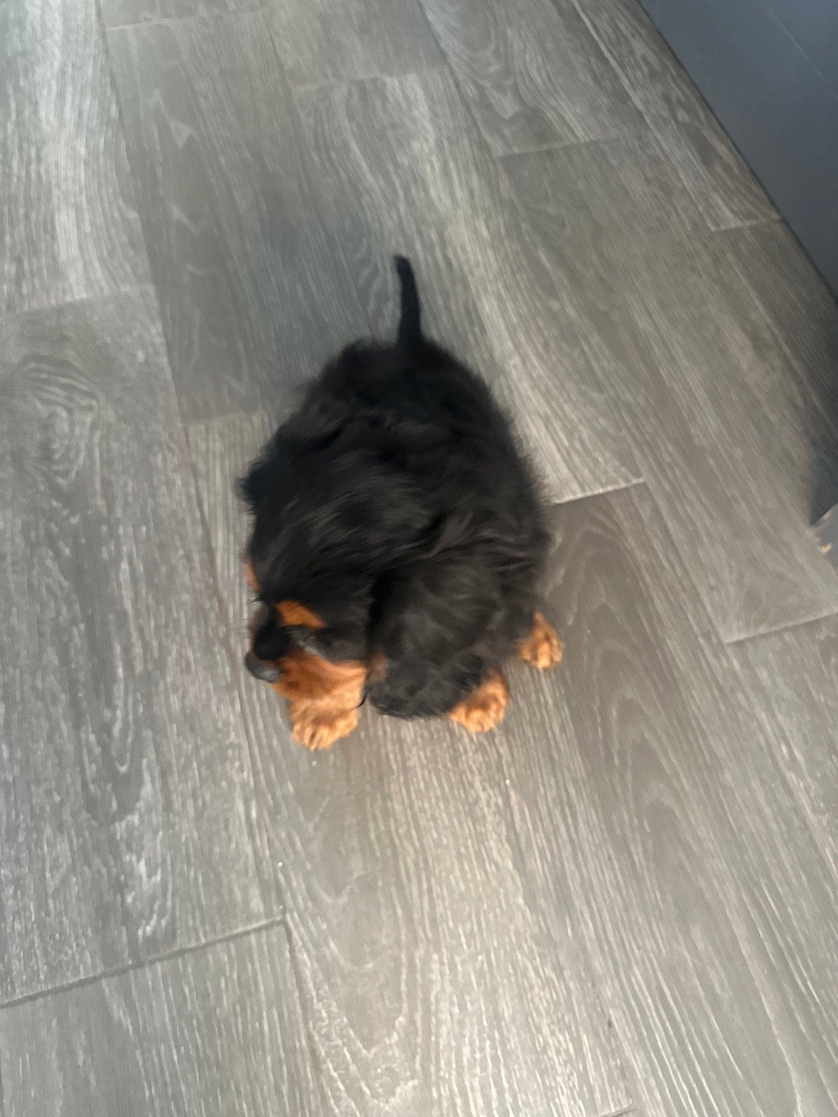 Puppy observed in indoor domestic setting in Puebla