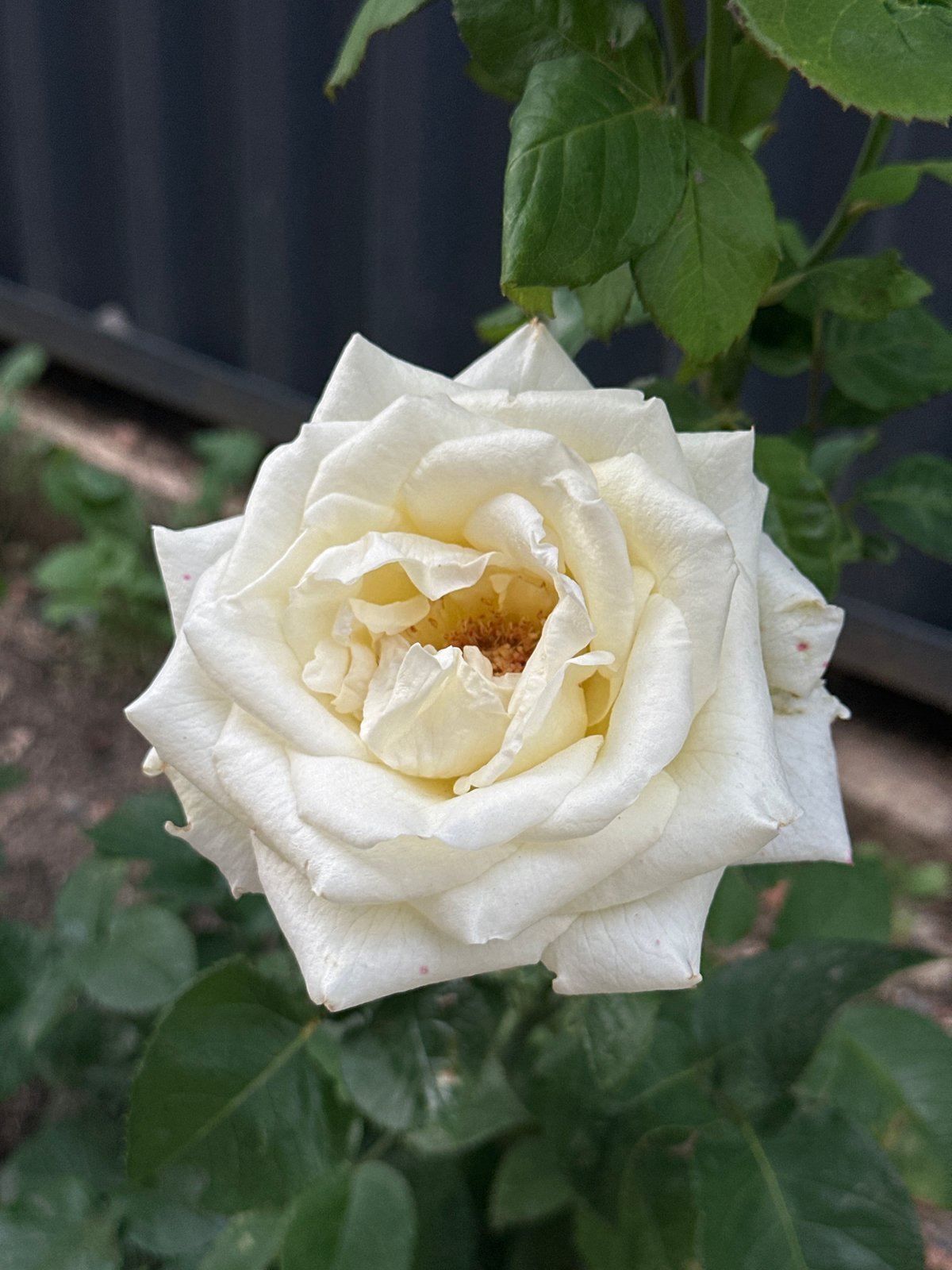 Roses and residential architecture in Kokshetau, Kazakhstan