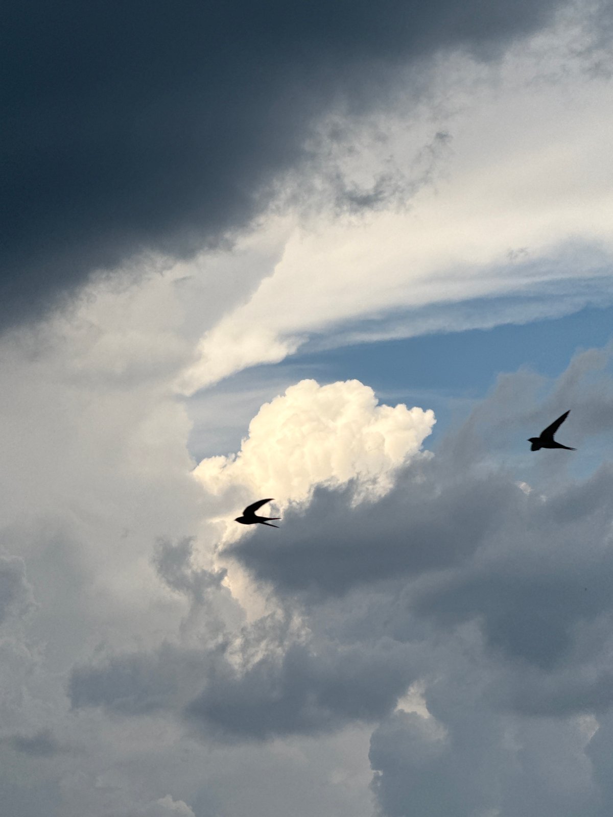 Birds soaring through a stormy summer sky over Votkinsk
