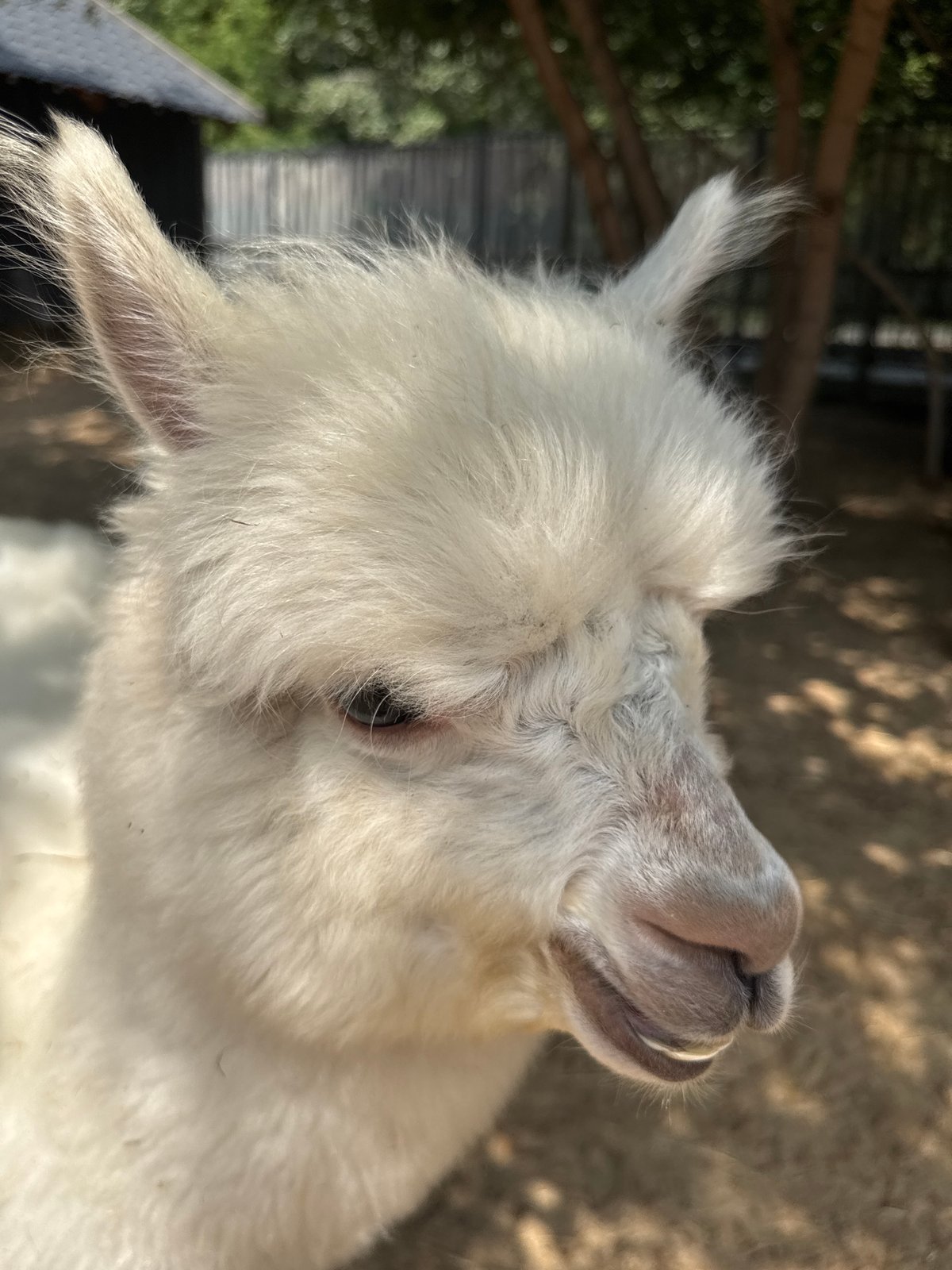 Alpacas, llamas, and rabbits at an Omsk animal enclosure
