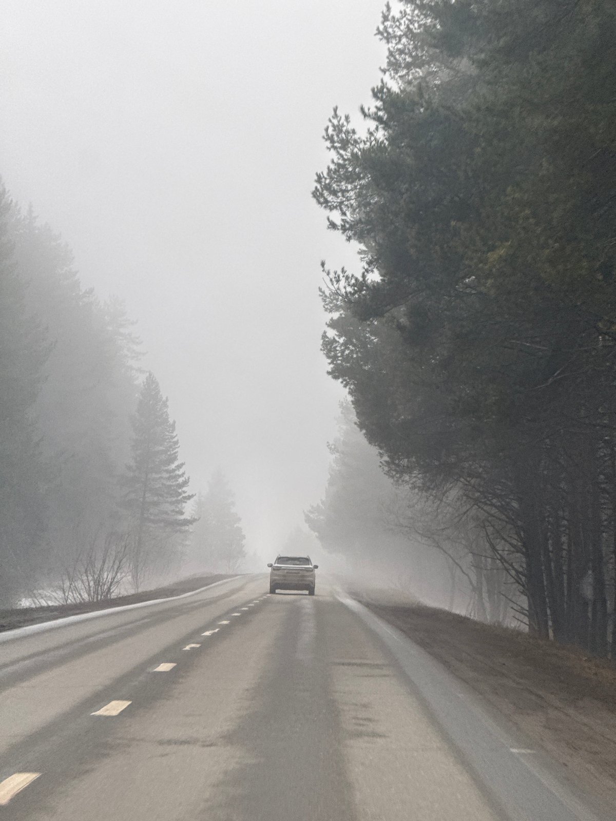 Car travels foggy tree-lined road in Забегалово, Russia