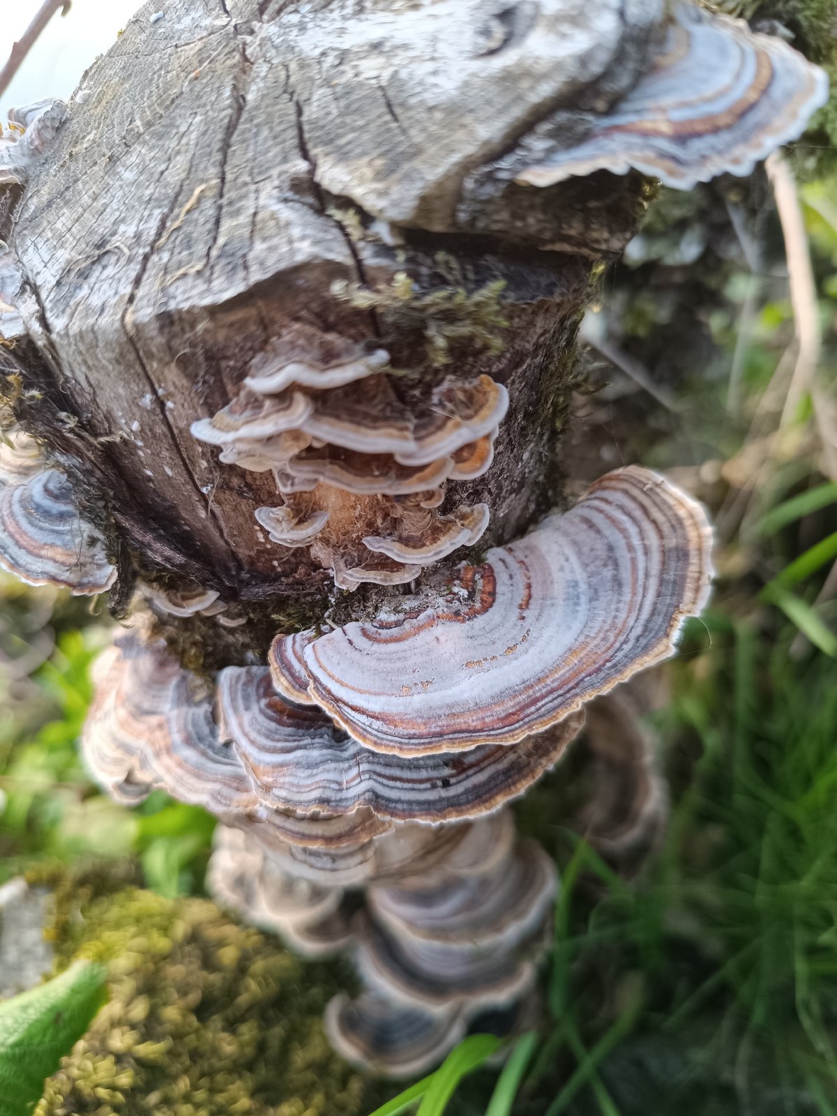 Fungi, wildflowers, and a quiet lake at golden hour