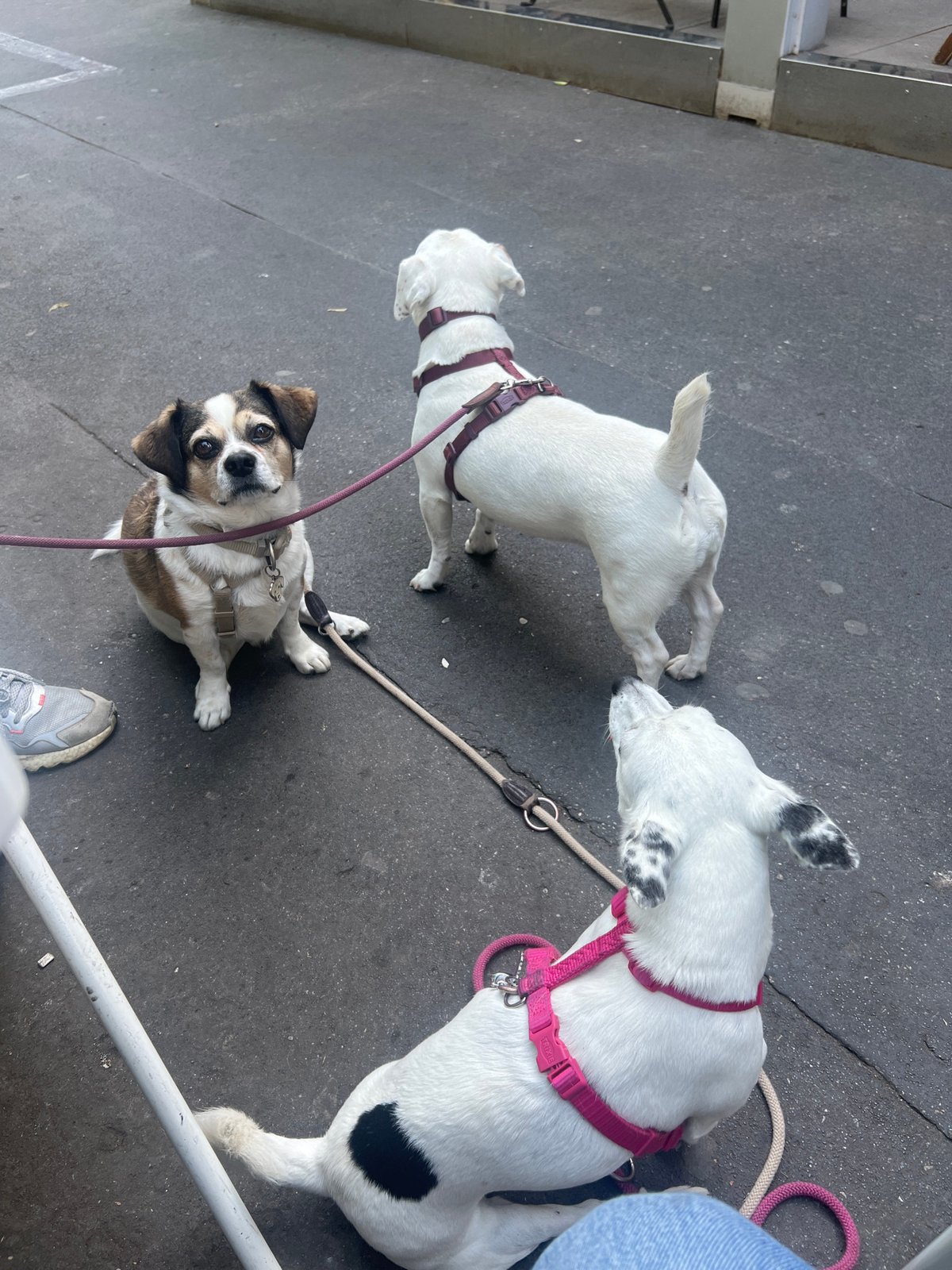 Three leashed dogs spotted on Milan street pavement