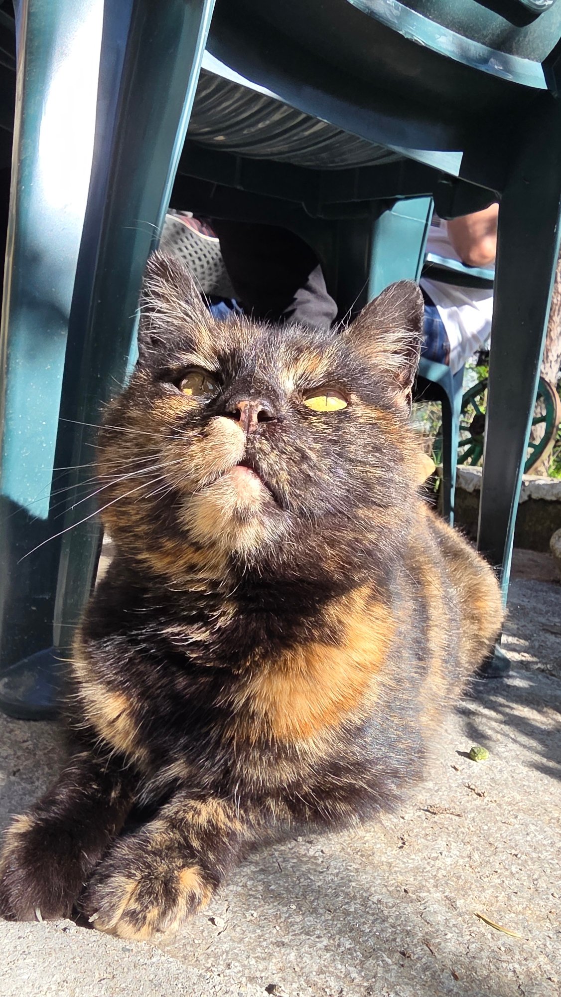 Cat spotted resting in springtime Bankya, Bulgaria