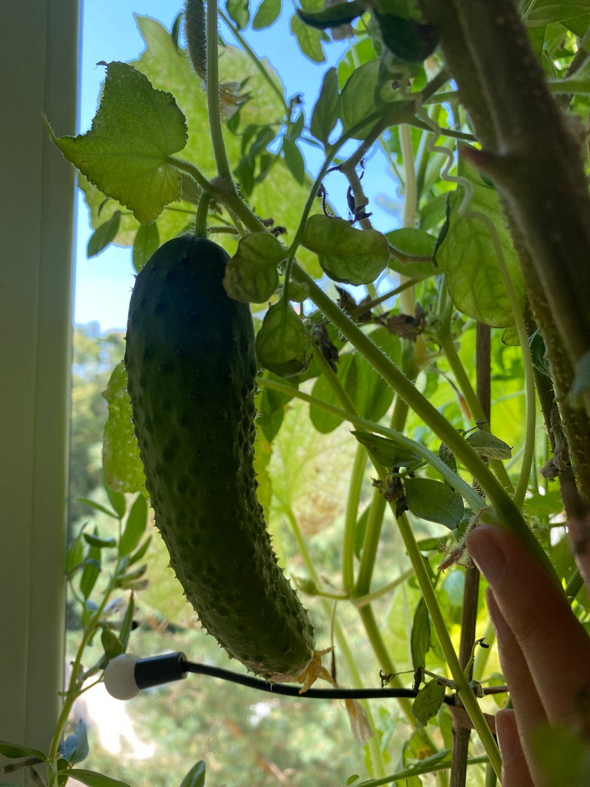 Cats and cucumber vines in a Kaliningrad apartment
