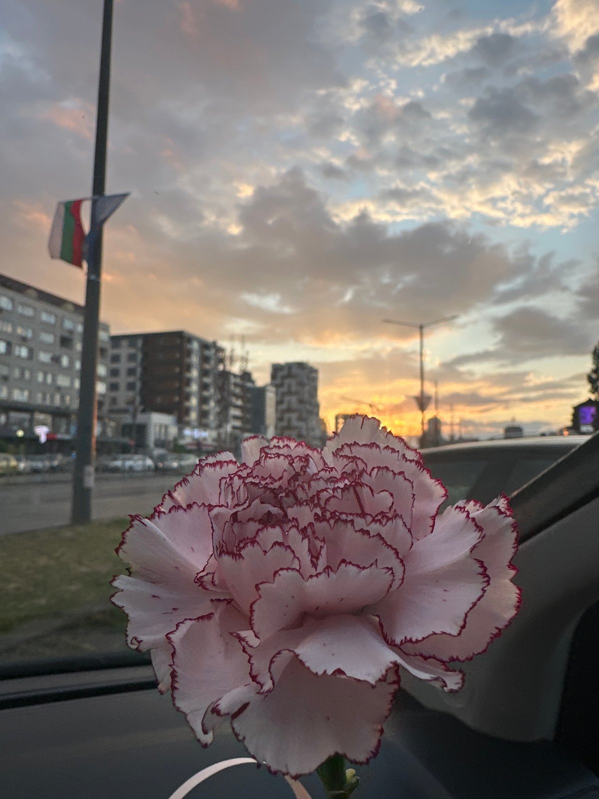 Sunset cityscape and carnation flower observed from car in Sofia