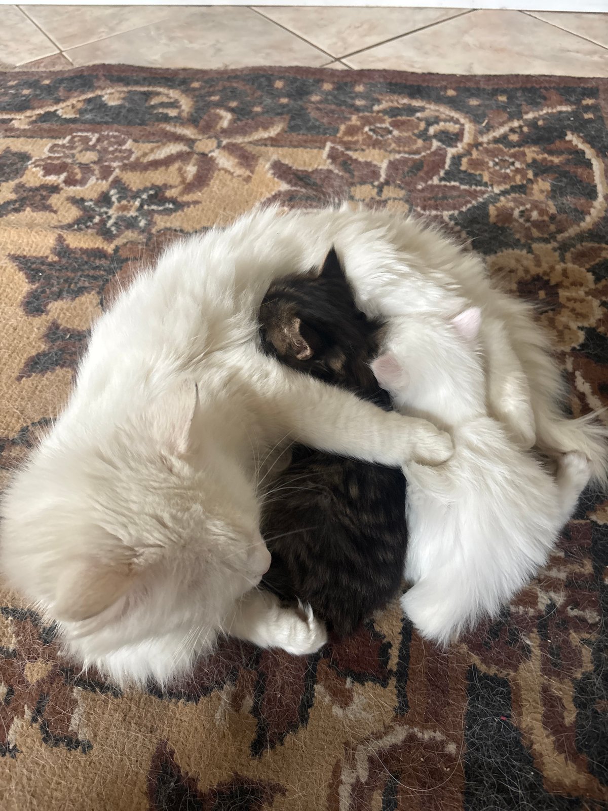 Three cats rest together on rug in Asenovgrad