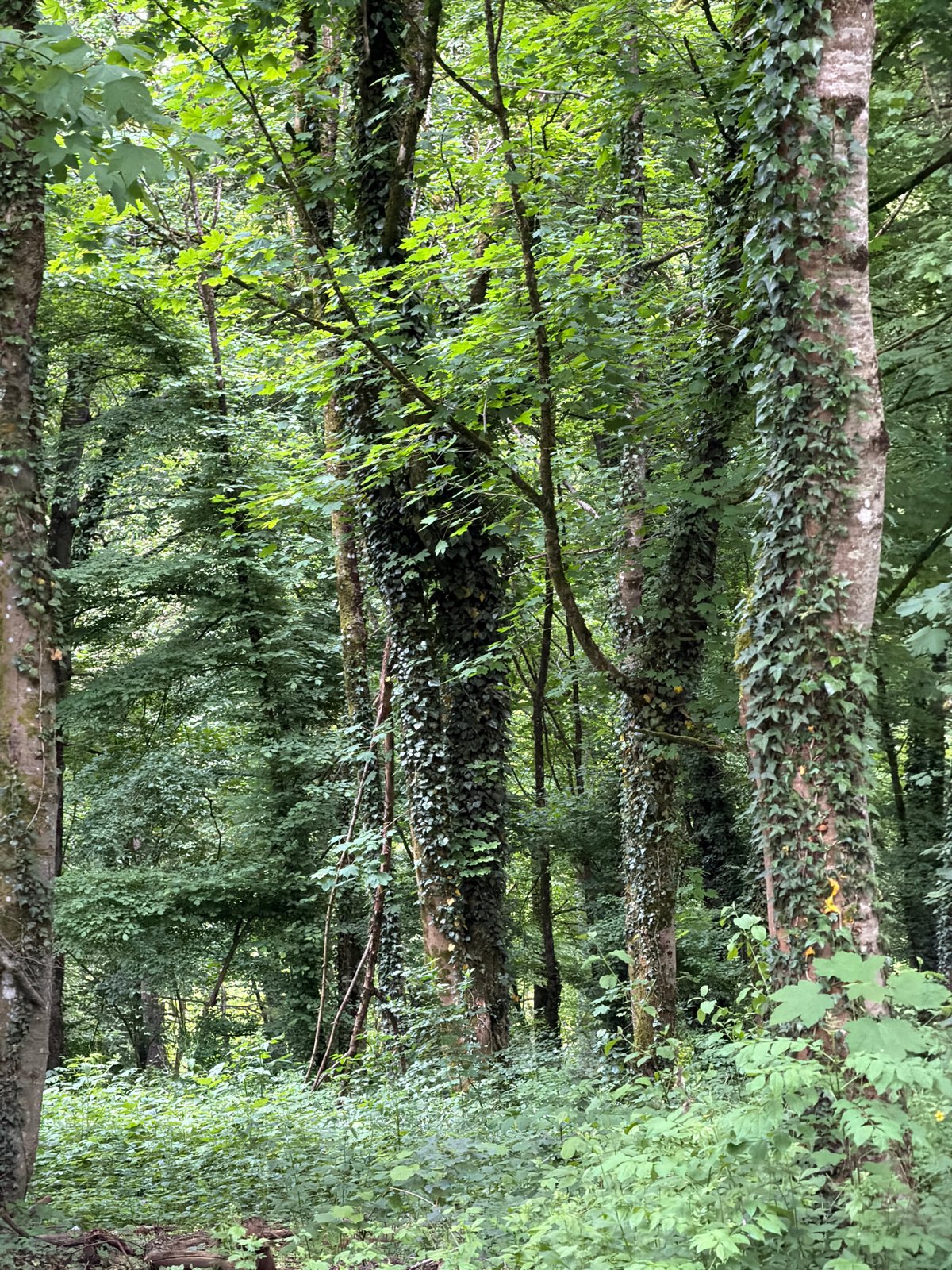 Visitor documents nature walk through Esch-sur-Alzette park with donkeys