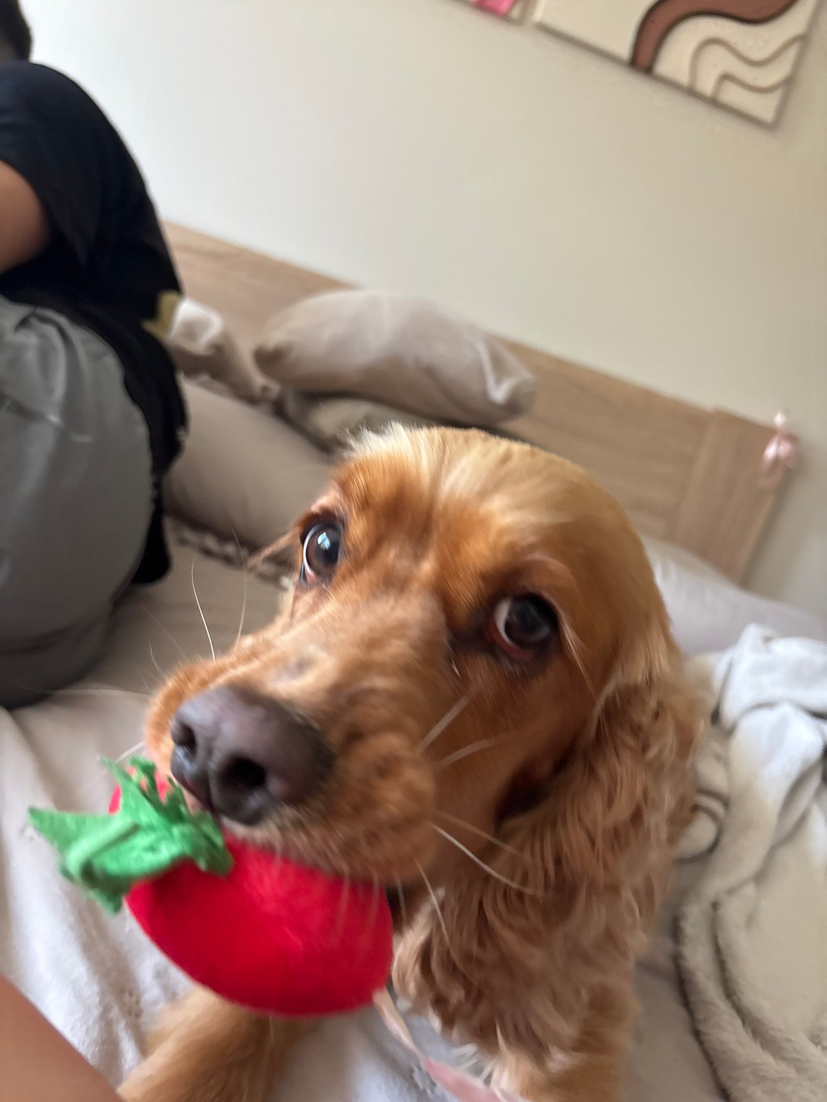 Cocker spaniel playtime and relaxation captured around Shumen home