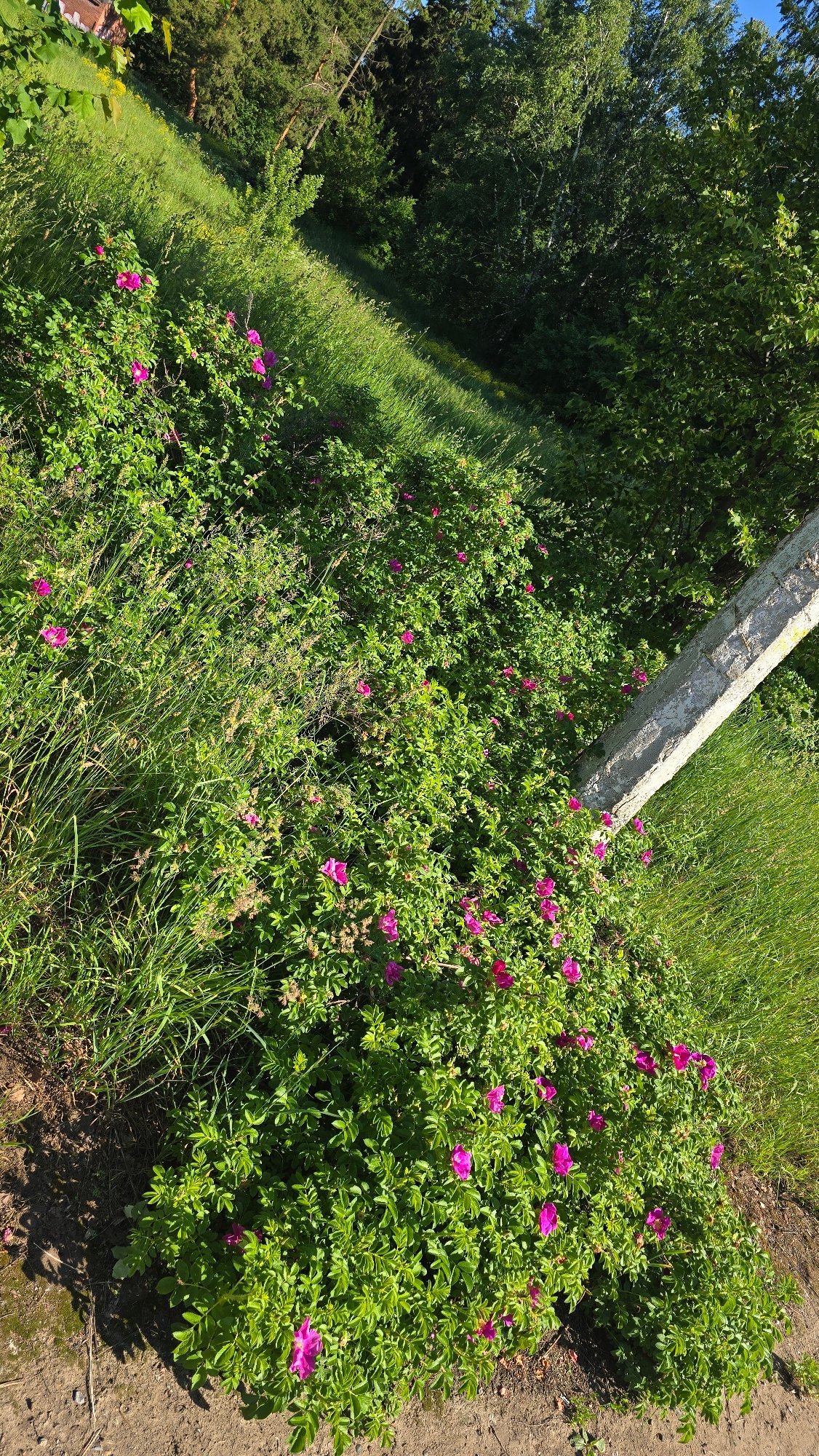 Early morning nature scenes documented in Chaikovsky, Russia