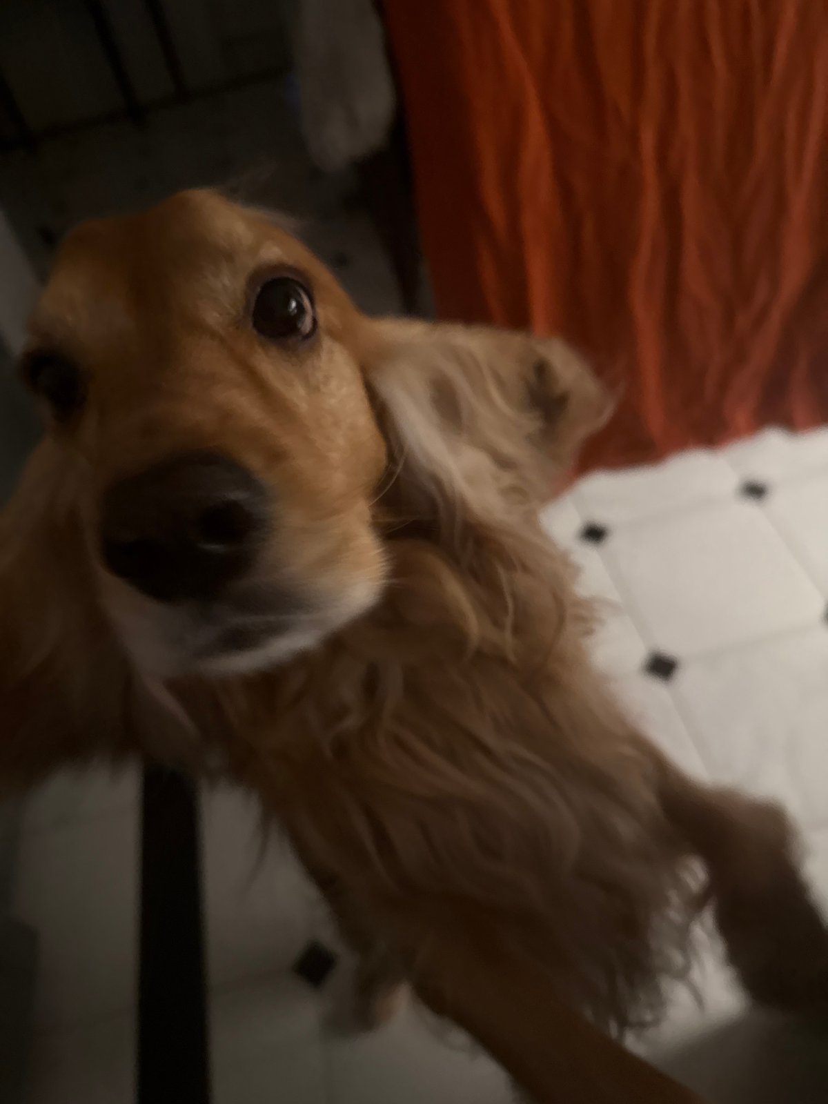 Golden Spaniel at home, every angle covered