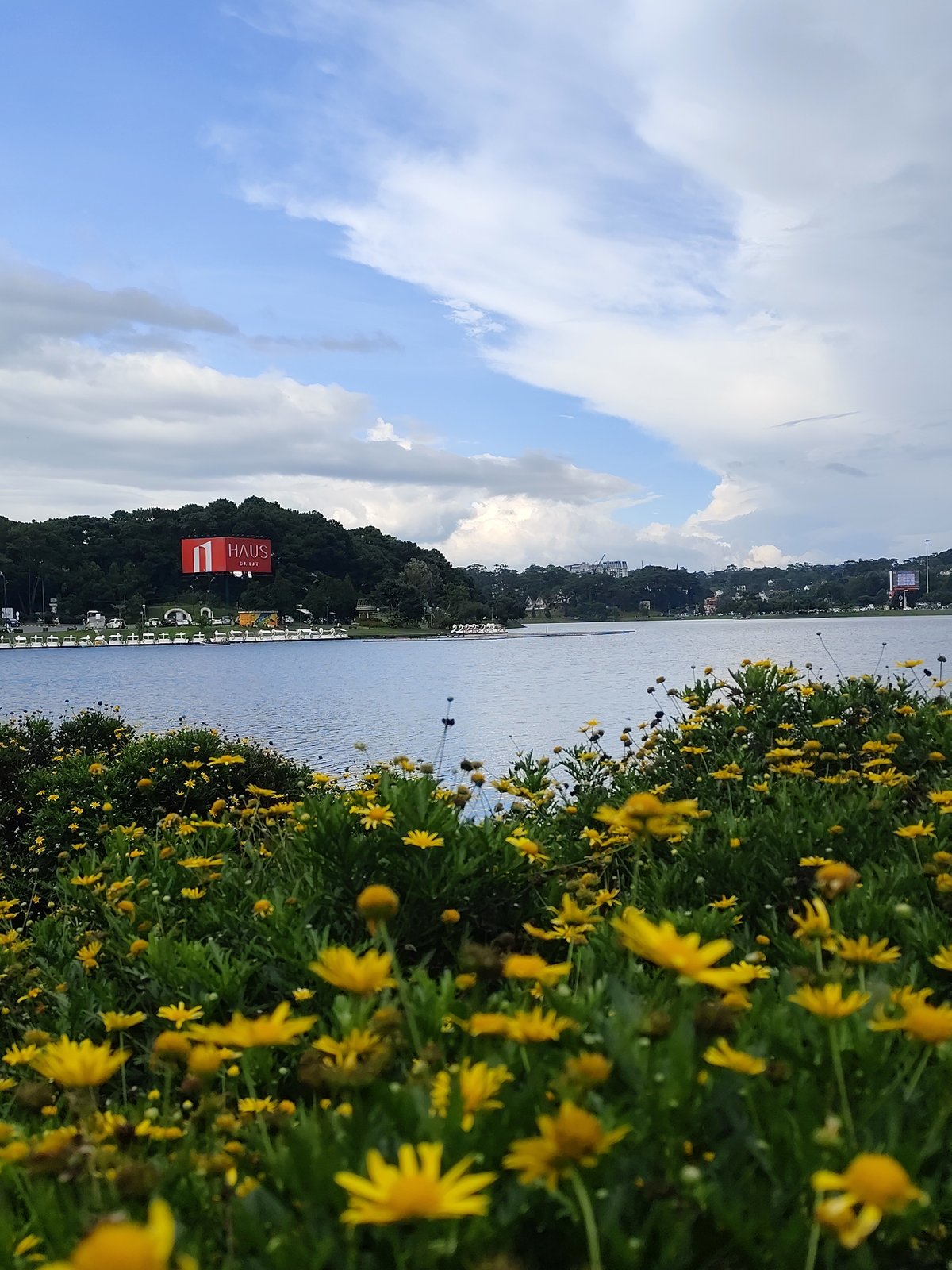 Yellow flowers and lakeside views at Da Lat's Xuan Huong Lake
