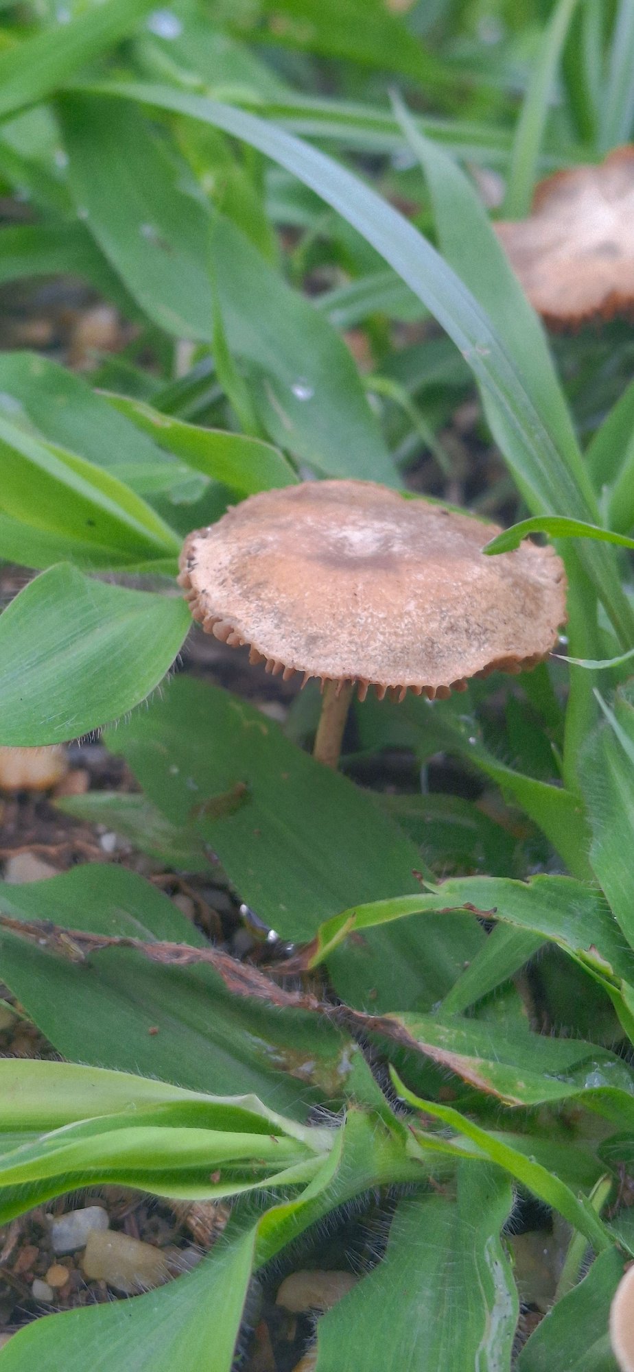 Nature walk documented in muddy Vallecito, Venezuela countryside