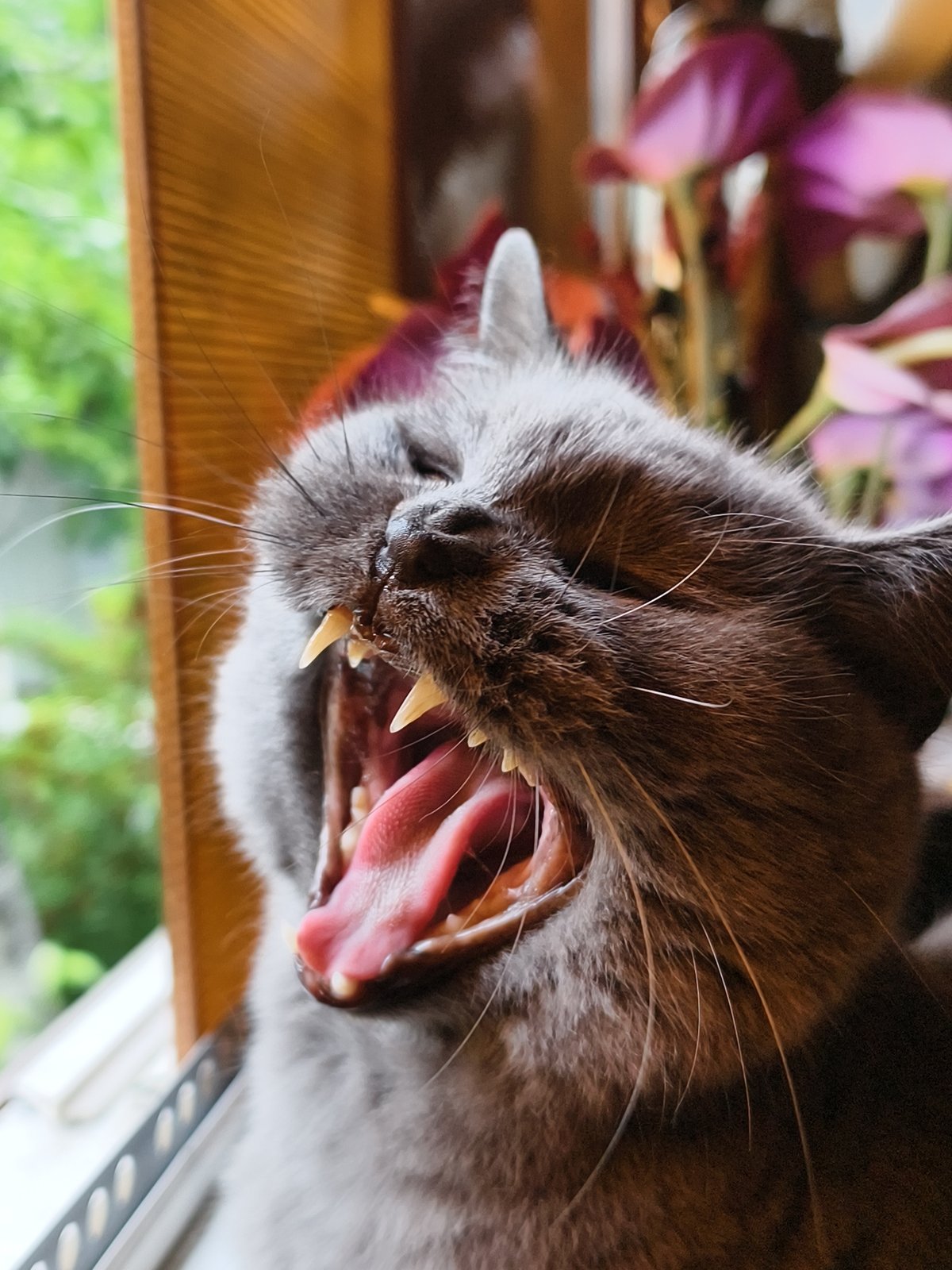 Grey cat caught in a full, teeth-baring yawn