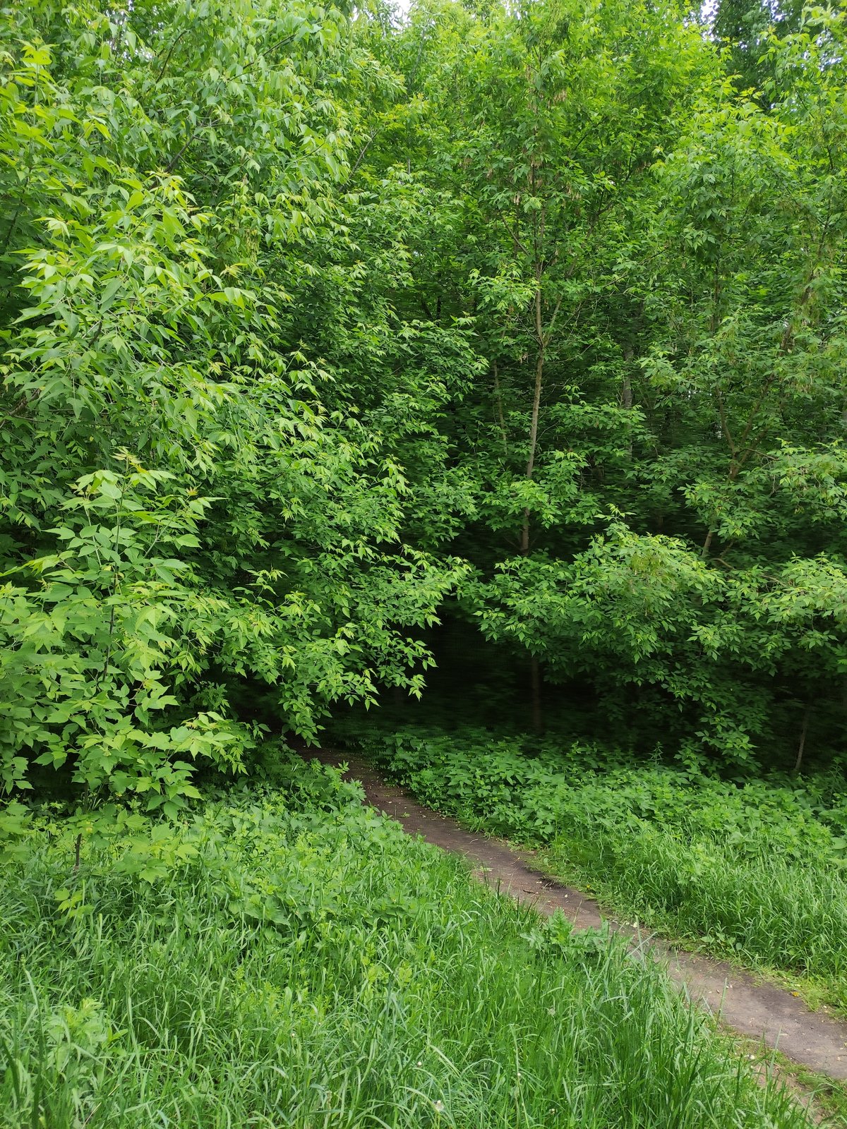 Urban greenspace observations captured across unknown city location