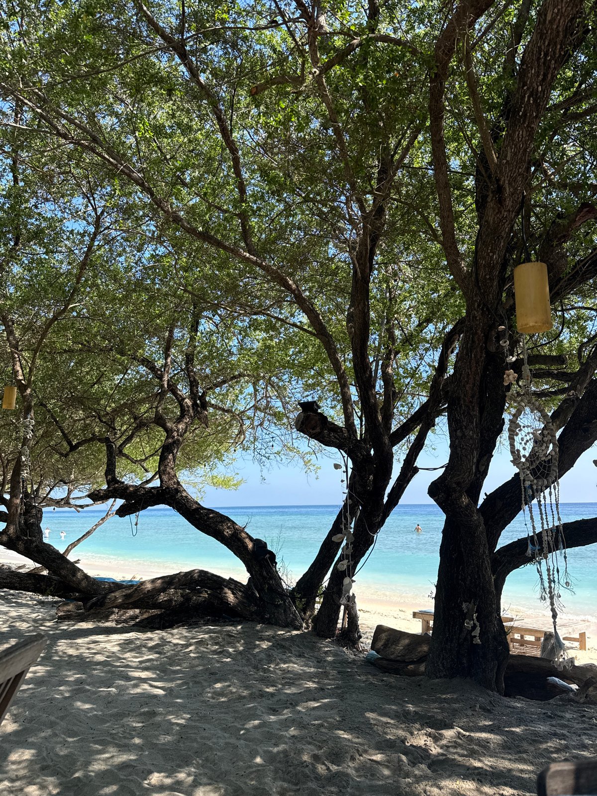 Coastal tree scene documented in Indonesia