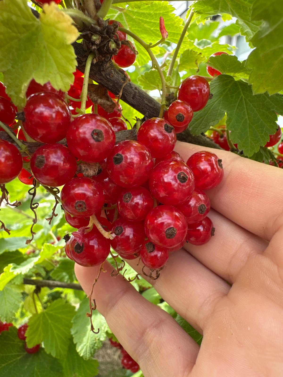 Summer morning currant picking in a Russian backyard garden
