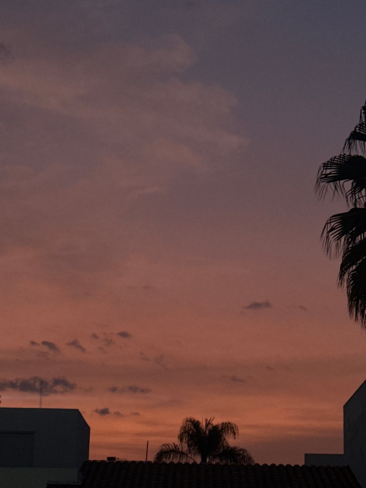 Dusk Sky With Palm Tree Silhouette Observed