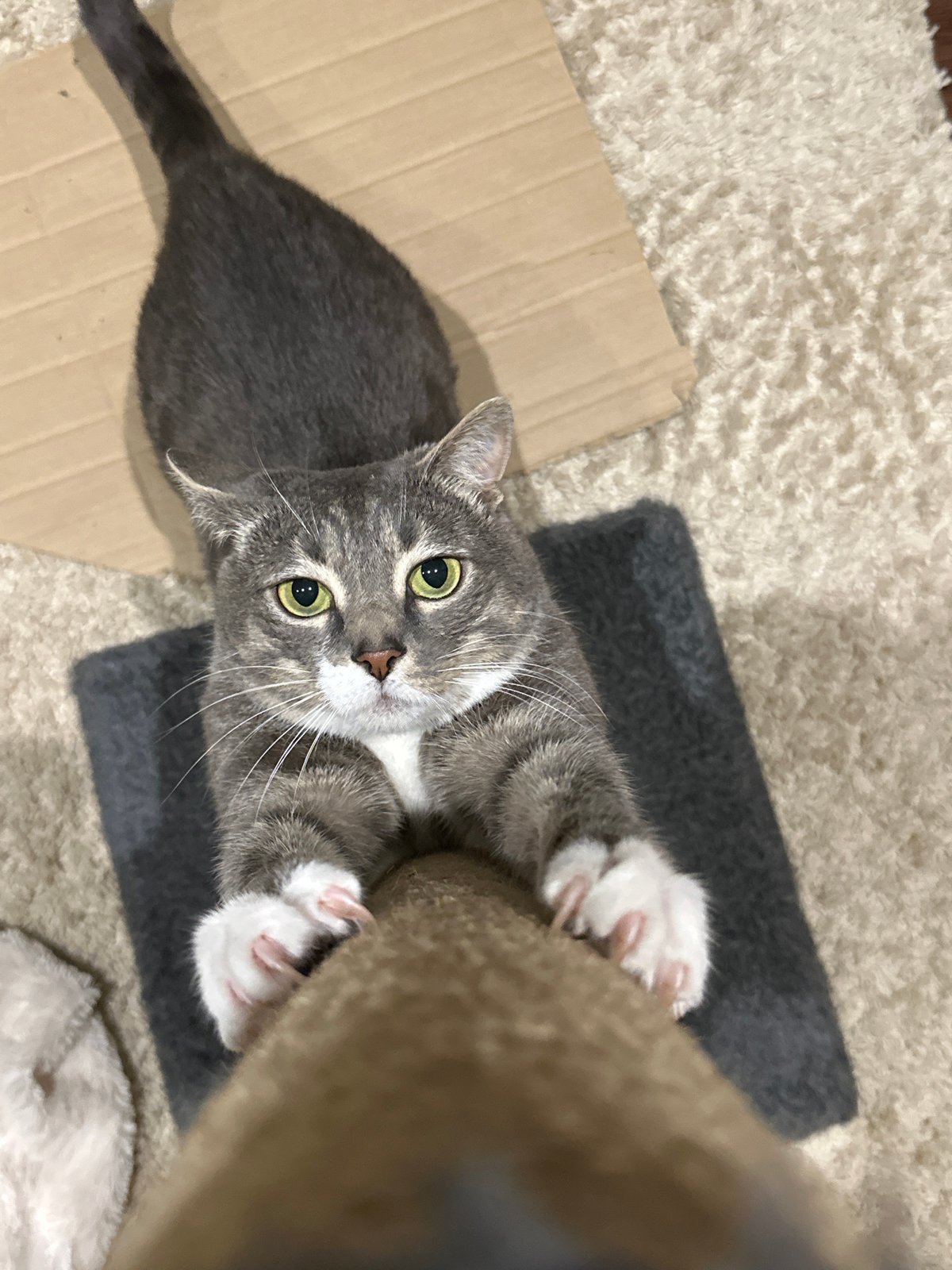 Gray tabby cat documented in domestic setting over afternoon hours