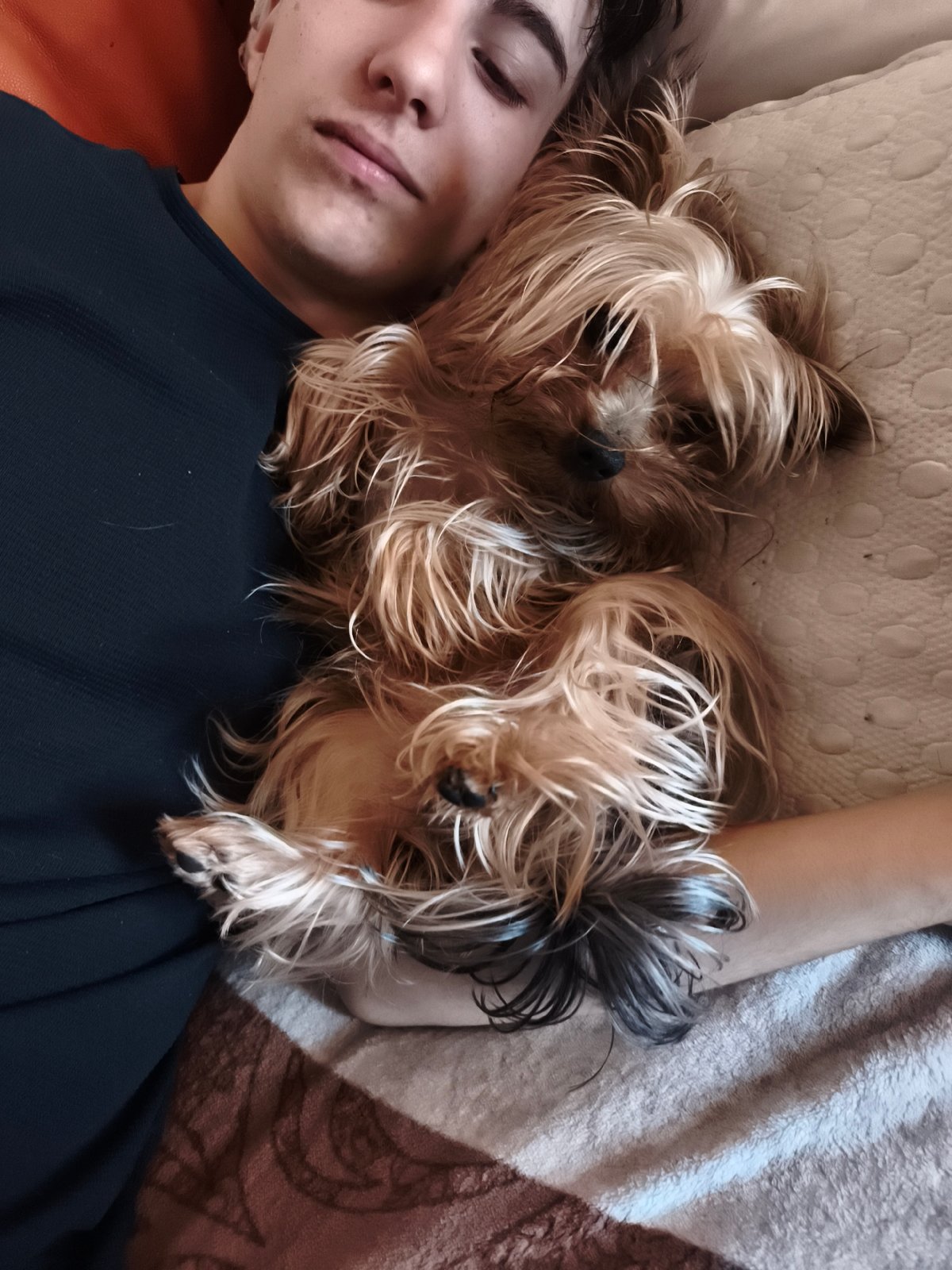 Young man relaxes with Yorkshire Terriers in Burgas home