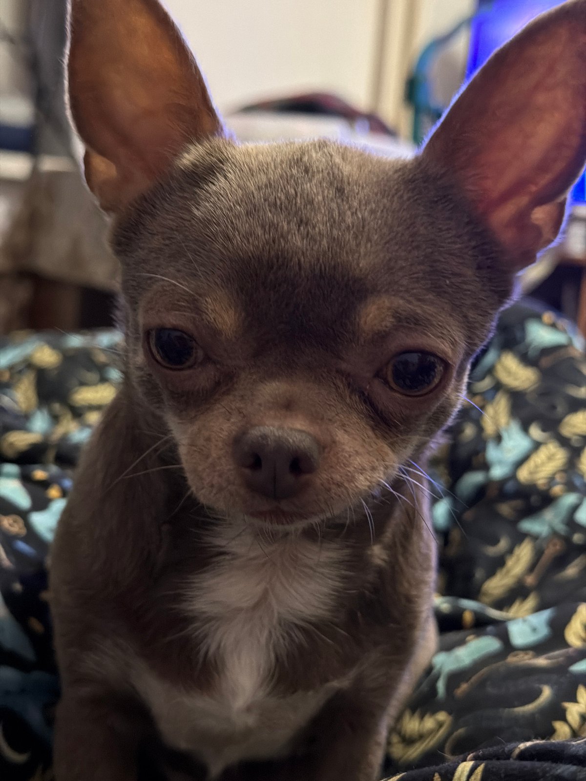 Small Chihuahua photographed in close-up portrait in Saint Petersburg