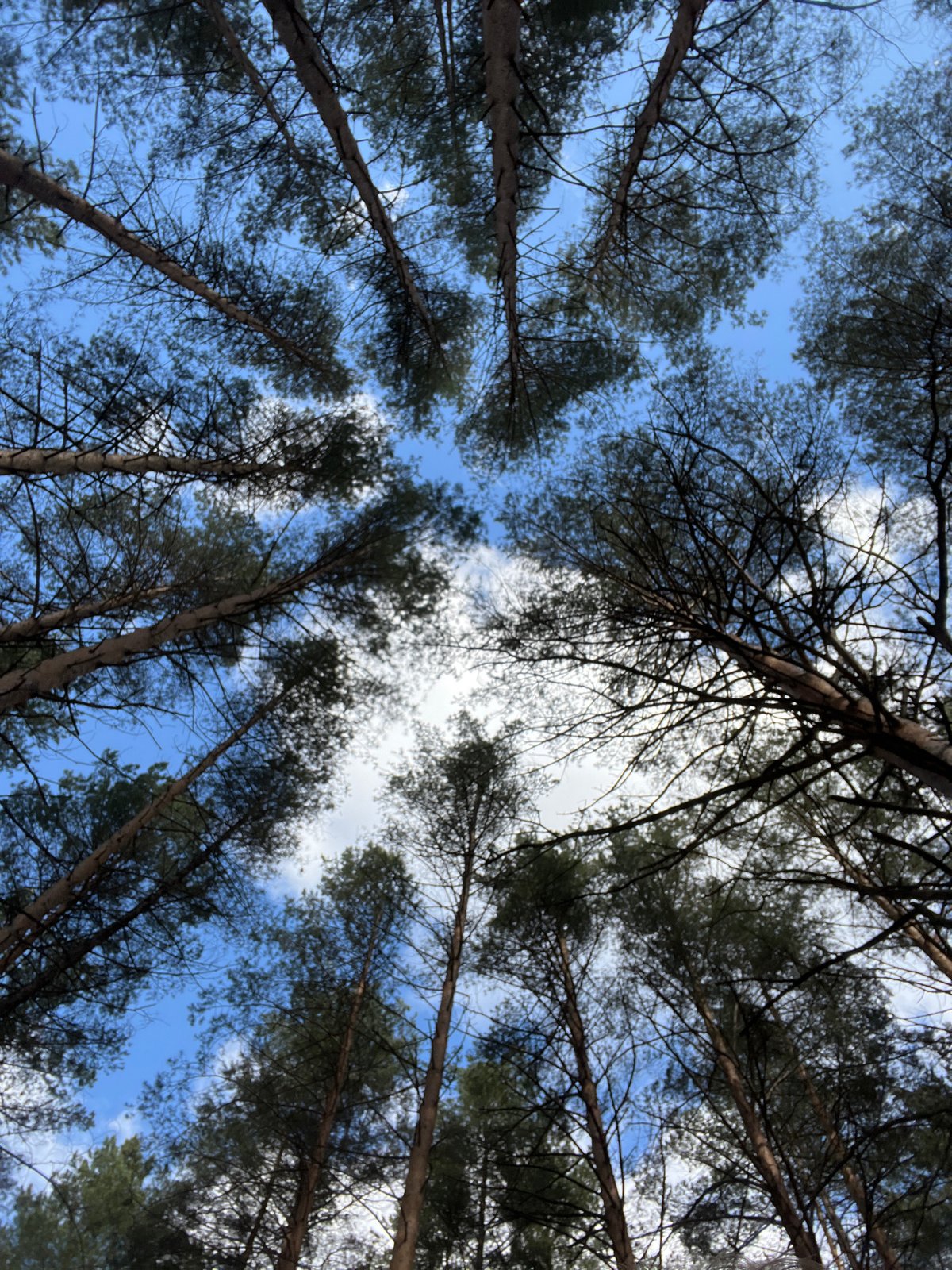 Family enjoys forest walk in Chaikovsky, Russia