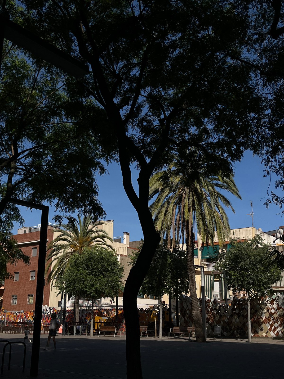 Urban street scenes with palm trees documented during afternoon