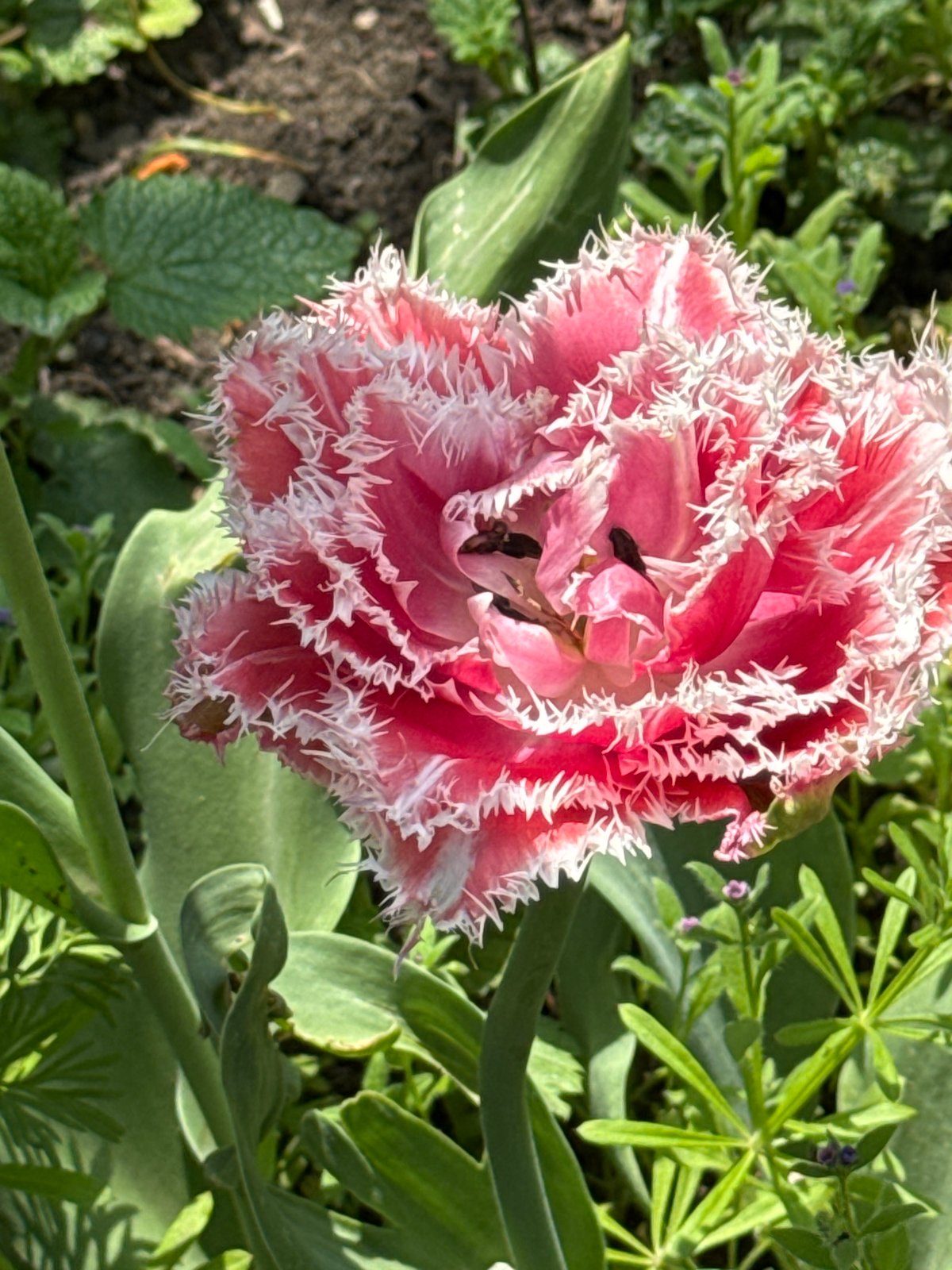 Fringed tulip blooms in Khartsyzk, Ukraine